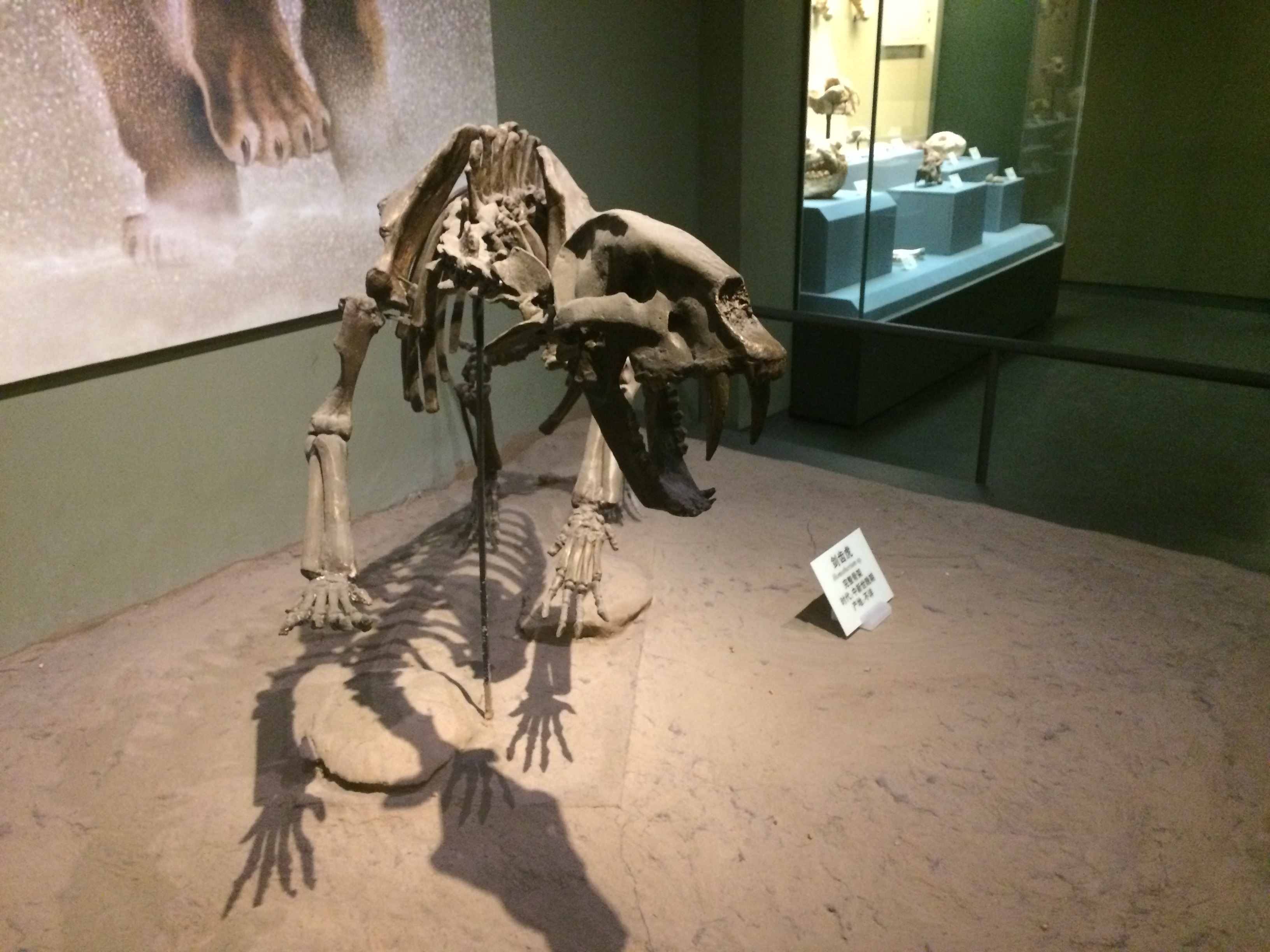 Homotherium at the Tianjin Museum of Natural History