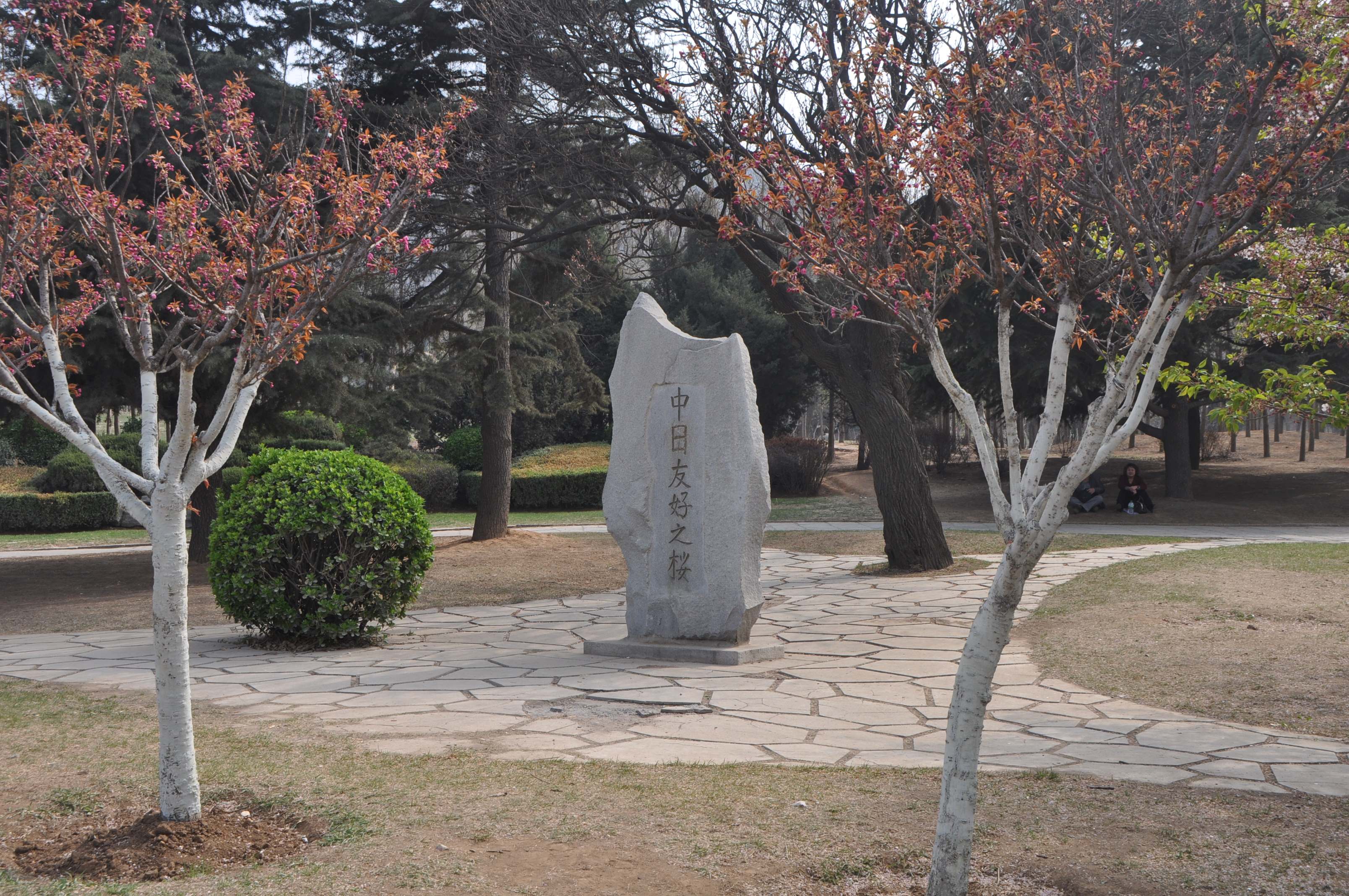 Dalian Laodong Park with the stele of "Japan-Cjina Friendship Cherry Trees" (日中友好之桜)