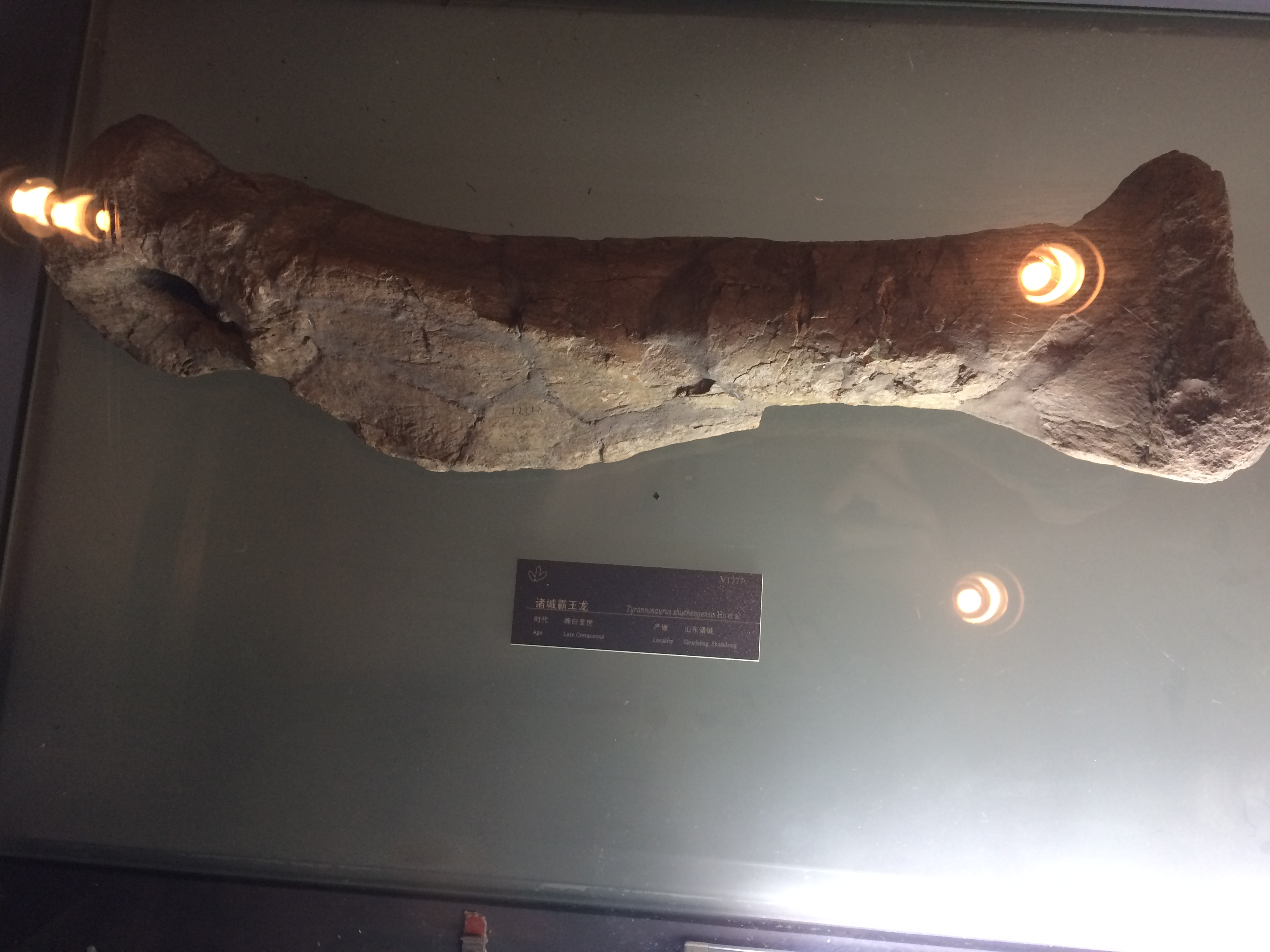 "Tyrannosaurus Zhuchengensis" at the Geological Museum of China