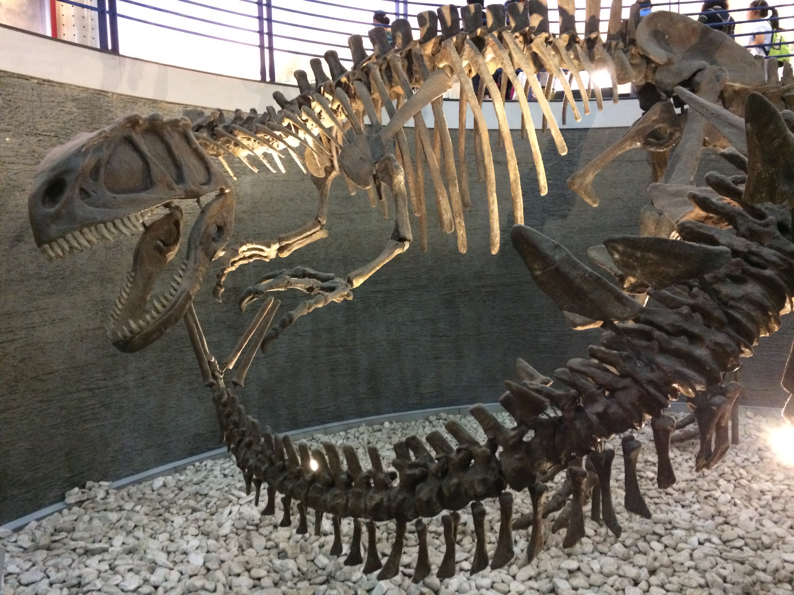 Yangchuanosaurus mount at the Beijing Museum of Natural History