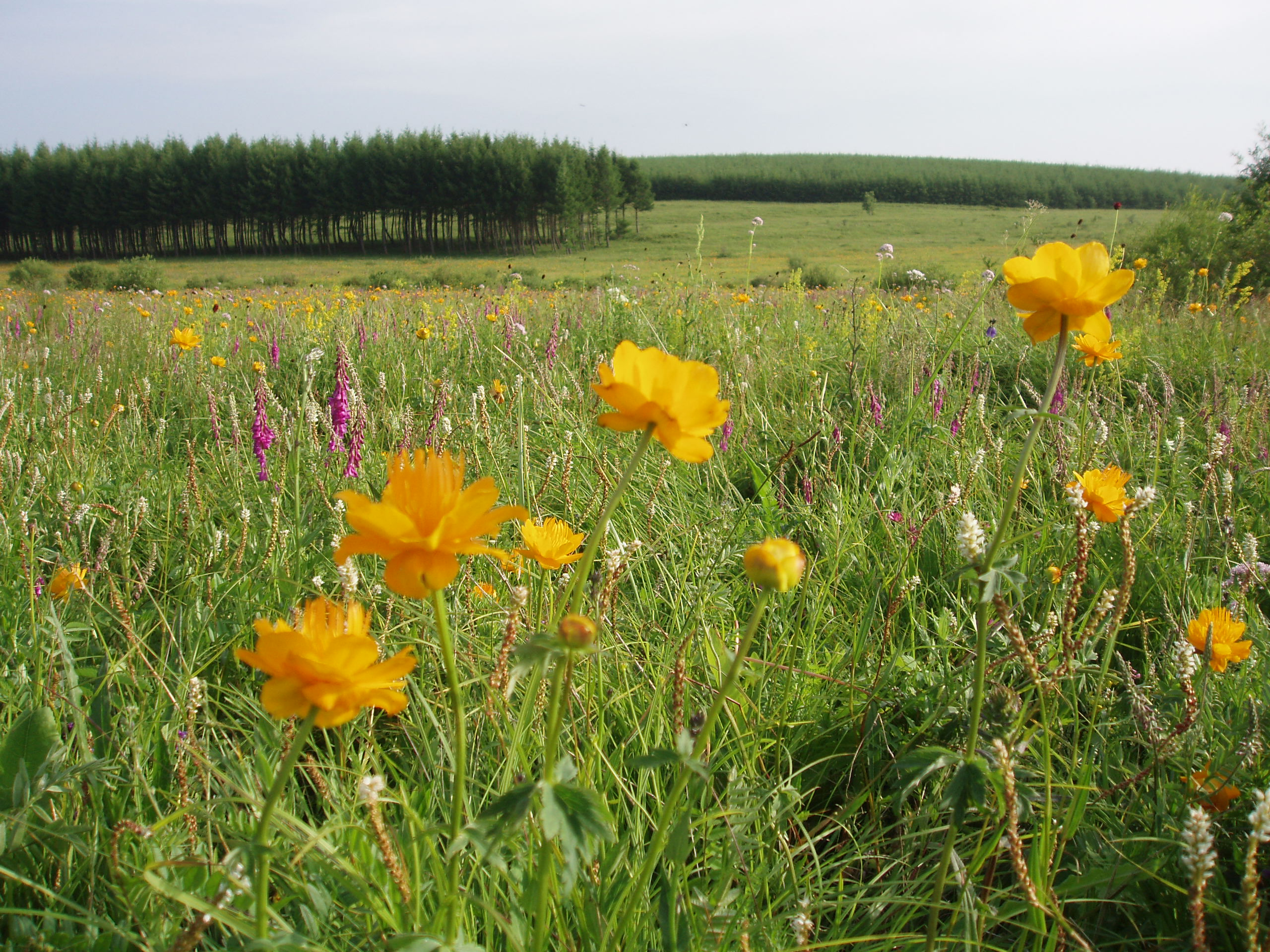 Saihanba National Park in Inner Moglian plateau grassland border, north Chengde, Hebei Province, China