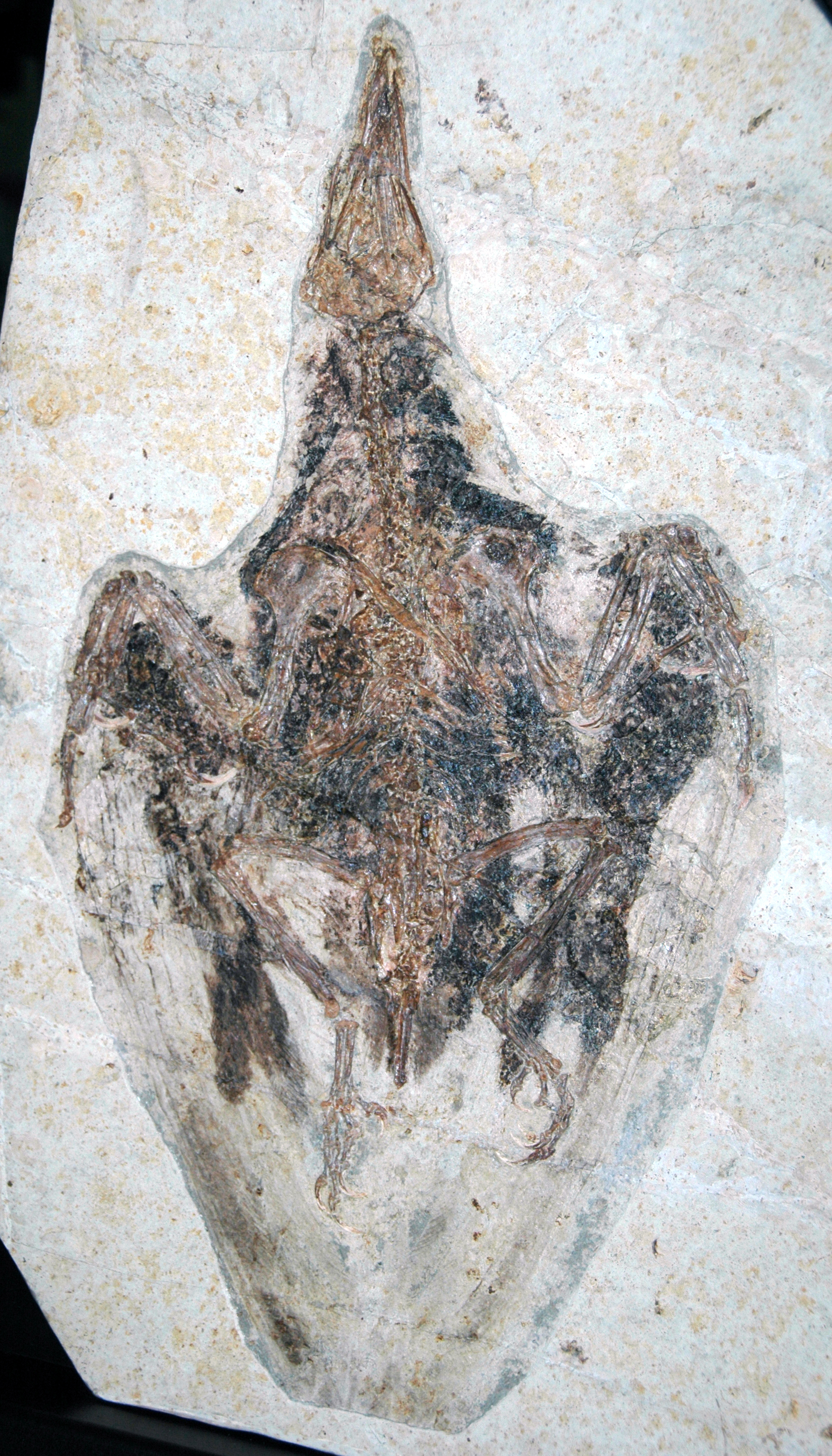 Confuciusornis sanctus Hou et al., 1995 fossil bird from the Cretaceous of China (public display, Walter L. Gross III collection, Cincinnati Museum of Natural History and Science, Cincinnati, Ohio, USA)
Confuciusornis sanctus is a famous fossil bird from China.  Many skeletons with preserved feathers have been found in the Jehol Lagerstätte, an Early Cretaceous lake deposit in North China having an abundance of well-preserved fossils, many with nonmineralizing parts still present.  The most spectacular fossils in the Jehol Lagerstätte are feathered dinosaurs and early birds.  The lake deposits are rich in volcanic sediments - the macrovertebrates were likely killed and buried by volcanic ash.
Confuciusornis has asymmetrical flight feathers and lacks teeth in its mouth, so it is considered the oldest known beaked bird.  The Jurassic-aged fossil bird Archaeopteryx, from the Solnhofen Limestone of Germany, does have teeth.  Unlike modern birds, Confuciusornis has three clawed fingers on the leading edge of each wing.  Hundreds of specimens have been found, often in close proximity on bedding planes.  These mass mortality beds consistent with the volcanic ash burial model that accounts for the exquisite preservation of Jehol fossils.  Confuciusornis fossils frequently have well preserved wing, tail, body, and neck feathers.  Some Confuciusornis specimens have exceedingly long tail feathers.  Such long-tailed fossils are often found in close proximity to individuals having very short tail feathers.  The Chinese have concluded that this may be evidence for sexual dimorphism in the species, and the long-tailed individuals are inferred to be males.  The most distinctive skeletal feature is the presence of a large hole (fenestra) near the proximal end of the humerus of each arm (see labeled photo elsewhere in this photo album).
Classification: Animalia, Chordata, Vertebrata, Aves, Confuciusornithiformes, Confuciusornithidae
Stratigraphy: 3rd unit of the Yixian Formation (sensu Fürsich et al., 2007) (a.k.a. Jianshangou Unit; a.k.a. Jianshangou Bed; a.k.a. Chaomidianzi Formation), Jehol Group, Lower Cretaceous (an upper Upper Jurassic assignment was initially preferred by Chinese researchers, but available information indicates an Early Cretaceous age)
Locality: Sihetun Quarry, Liaoning Province, northeastern China


Birds are small to large, warm-blooded, egg-laying, feathered, bipedal vertebrates capable of powered flight (although some are secondarily flightless).  Many scientists characterize birds as dinosaurs, but this is consequence of the physical structure of evolutionary diagrams.  Birds aren’t dinosaurs.  They’re birds.  The logic &amp; rationale that some use to justify statements such as “birds are dinosaurs” is the same logic &amp; rationale that results in saying “vertebrates are echinoderms”.  Well, no one says the latter.  No one should say the former, either.
However, birds are evolutionarily derived from theropod dinosaurs.  Birds first appeared in the Triassic or Jurassic, depending on which avian paleontologist you ask.  They inhabit a wide variety of terrestrial and surface marine environments, and exhibit considerable variation in behaviors and diets.


References:
Wu et al. (2002) - Fossil Treasures from Liaoning.  Beijing.  Geological Publishing House.  138 pp. [in Chinese &amp; English]
Chang et al. (2003) - The Jehol Biota.  Shanghai.  Shanghai Scientific &amp; Technical Publishers.  209 pp.
Chen et al. (2005) - Jianshangou Bed of the Yixian Formation in West Liaoning, China.  Science in China, Series D, Earth Sciences 48: 298-312.

Fürsich et al. (2007) - High resolution palaeoecological and taphonomic analysis of Early Cretaceous lake biota, western Liaoning (NE-China).  Palaeogeography, Palaeoclimatology, Palaeoecology 253: 434-457.