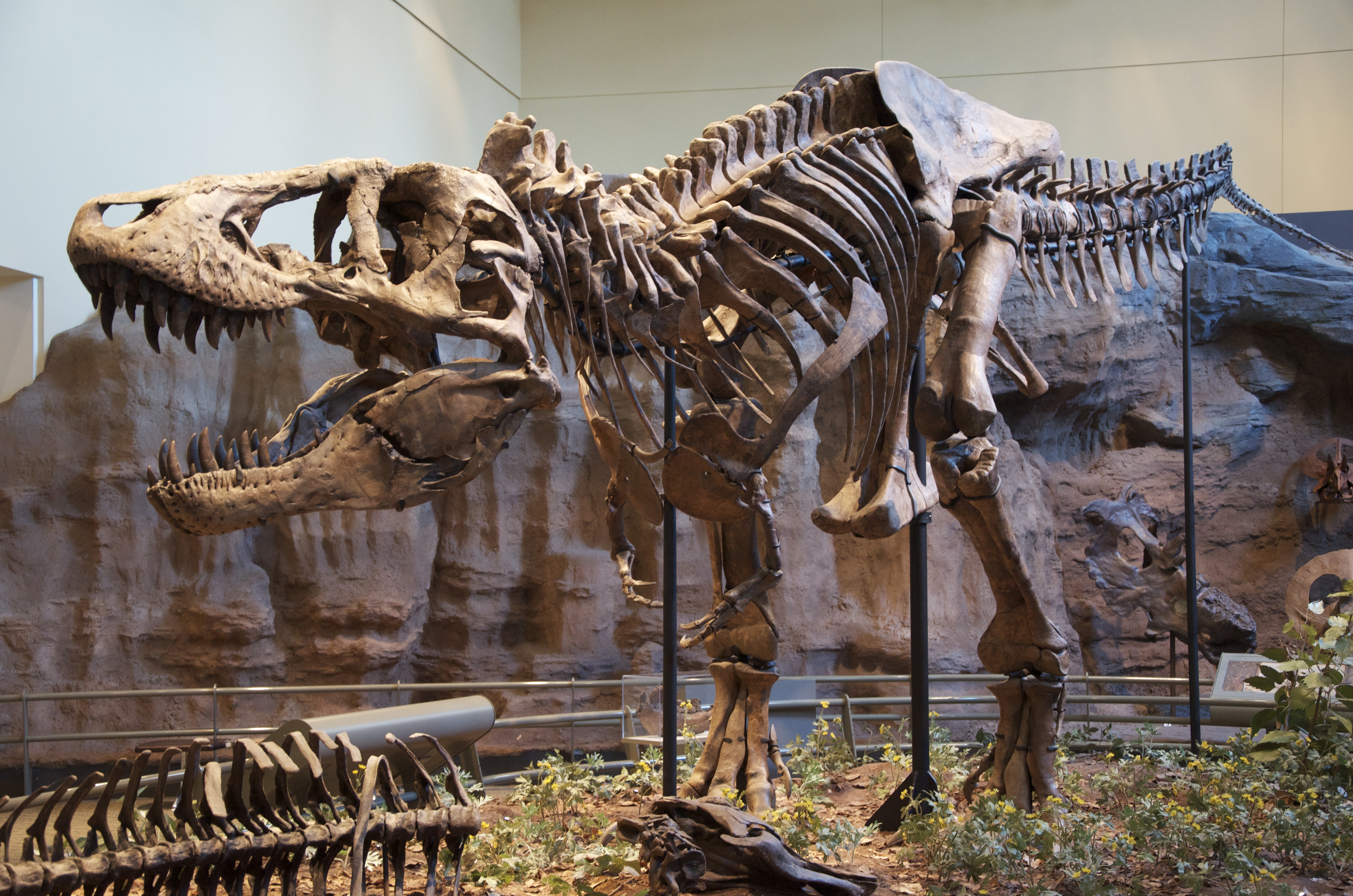 Tyrannosaurus rex holotype specimen at the Carnegie Museum of Natural History, Pittsburgh.