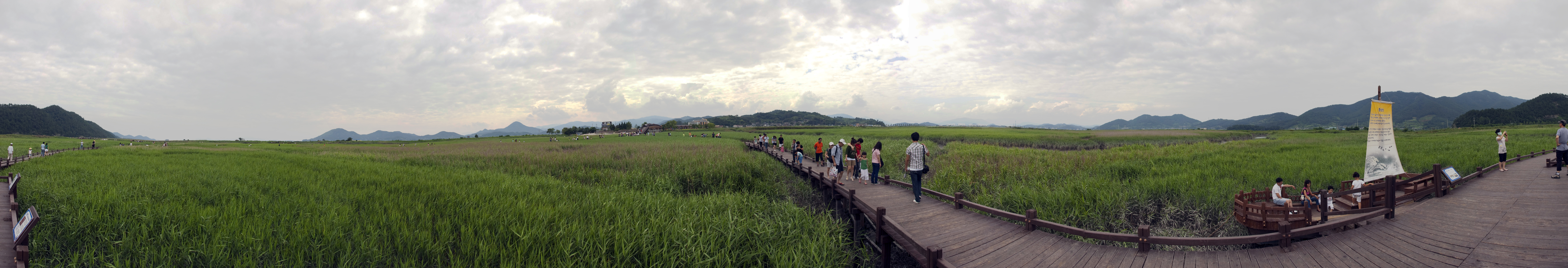 Panorama of Reed fields in Suncheon bay