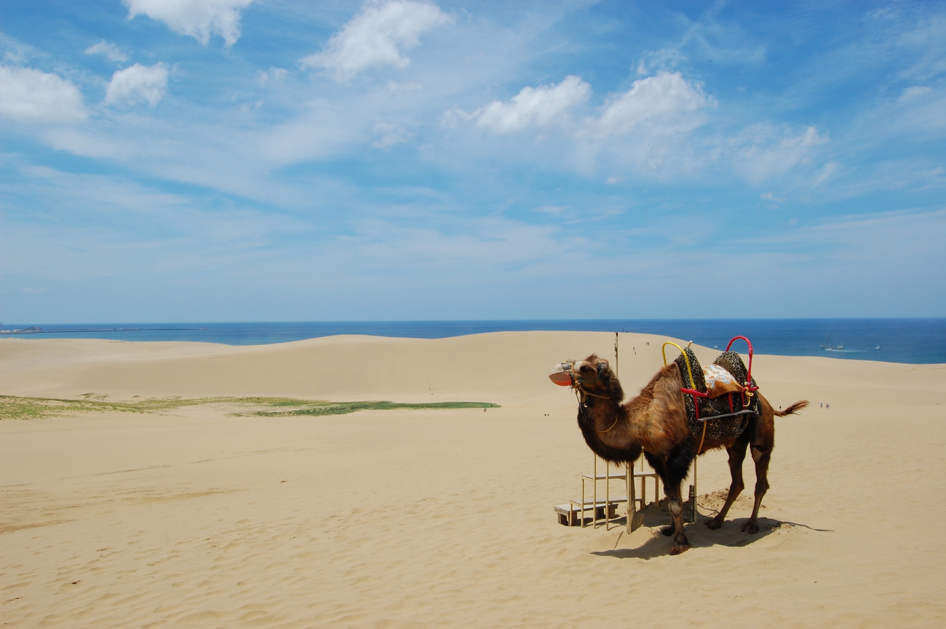 Tottori sand dunes with camel
