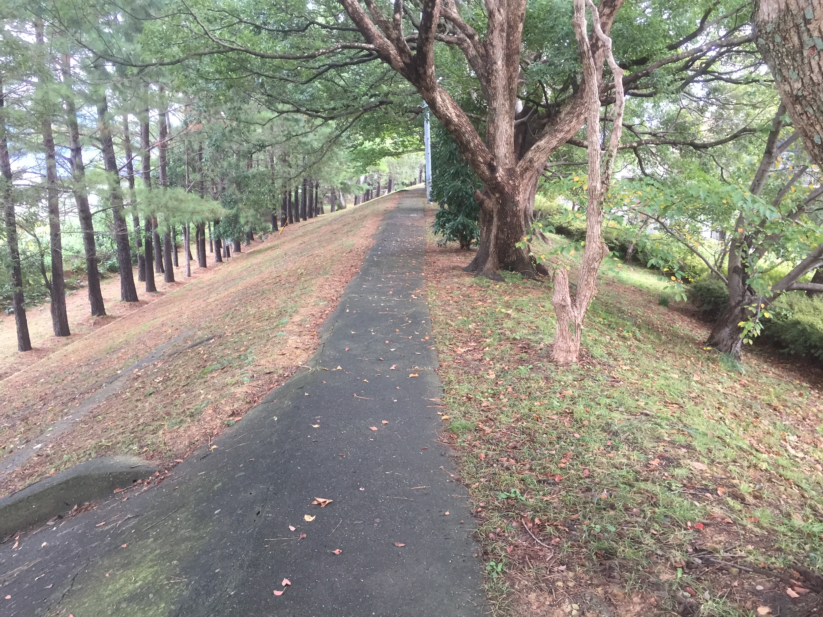 広村堤防の歩道