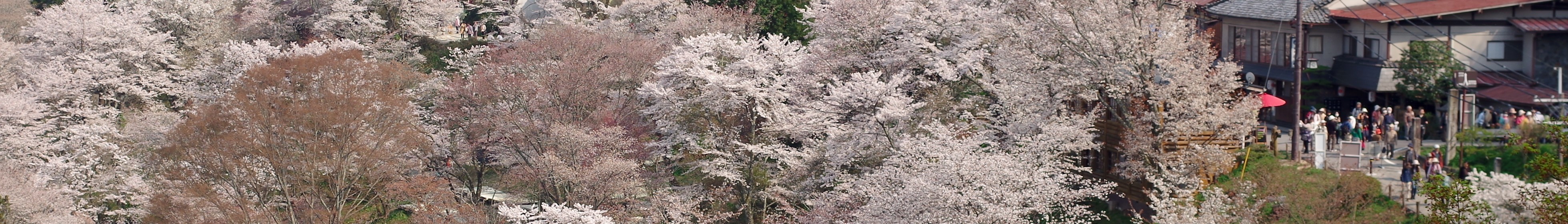 File:吉野山下千本の桜 View of Shimo-sembon of Yoshinoyama in spring 2014.4.09 - panoramio.jpg を元に吉野山のバナーを作成