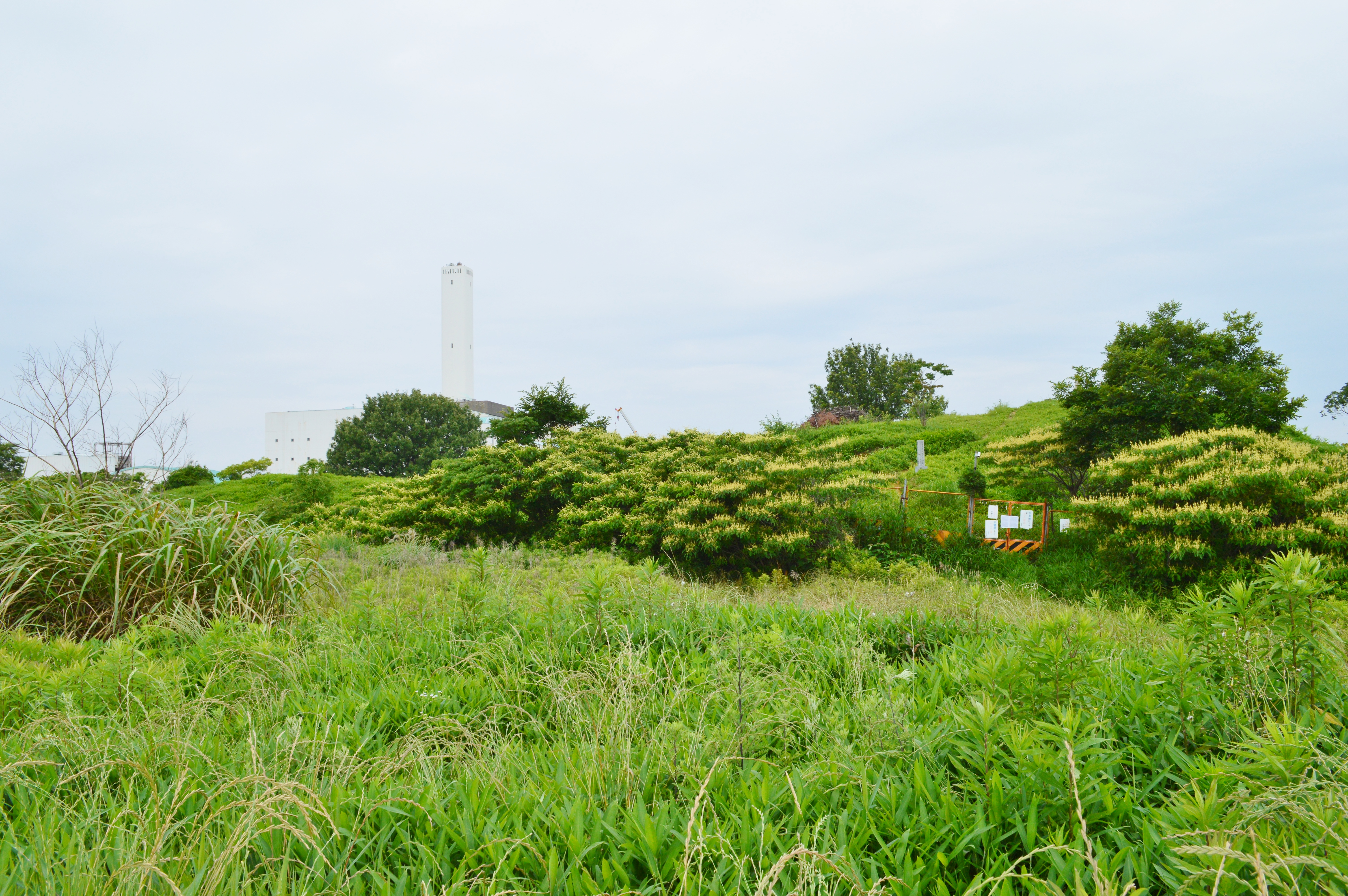 和泉黄金塚古墳 墳丘