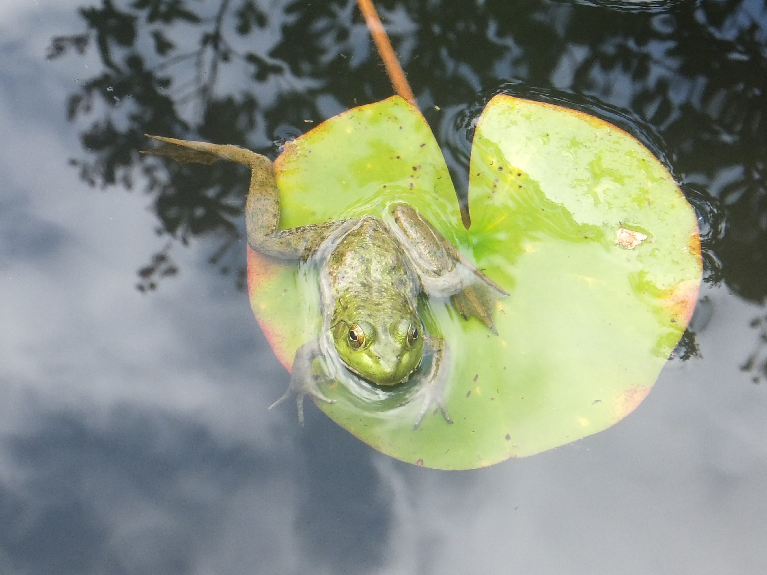 American bullfrog (Lithobates catesbeianus) frog in a pond in Isuien, Nara