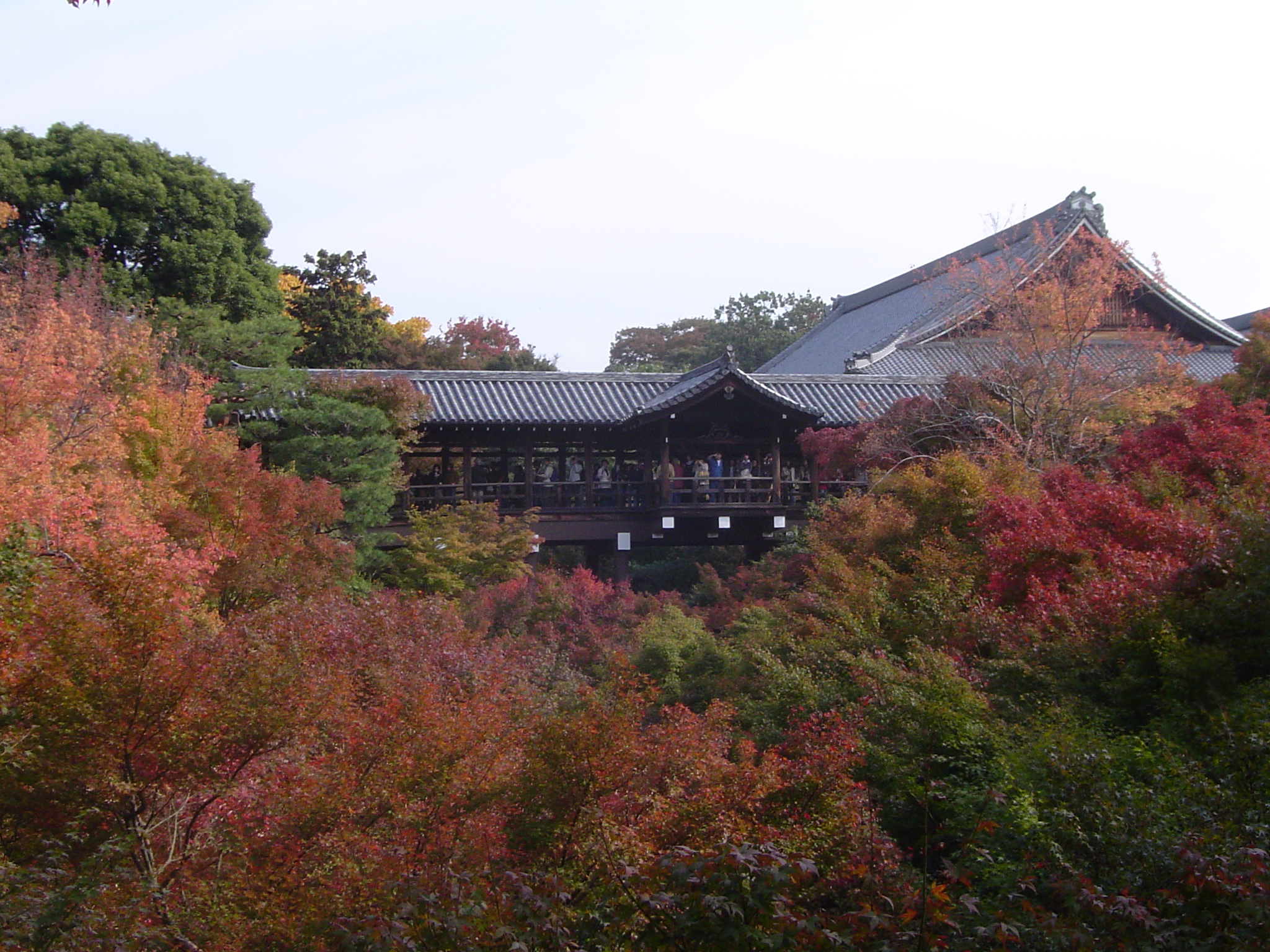 This is a picture of the Tsuten-kyo bridge at Tofuku-ji temple in Kyoto during autumn.  The Japanese Maple leaves--momiji--are near their peak of color changing.