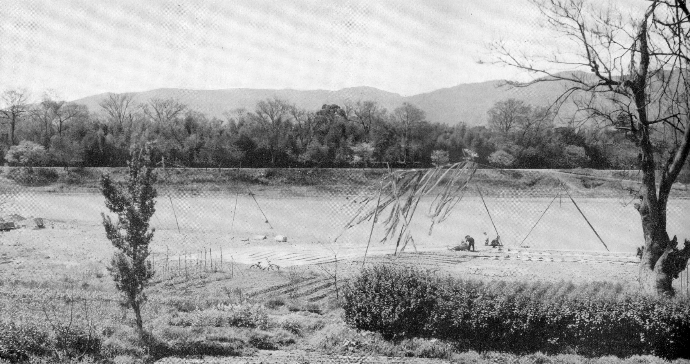 1952年頃の桂川と桂離宮の森