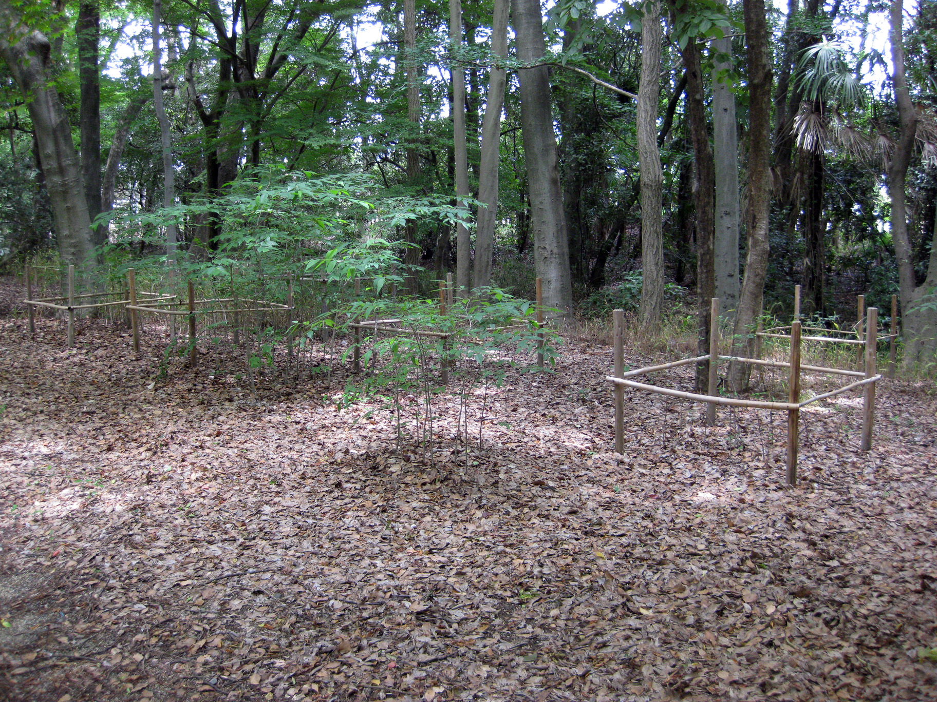 Tadasu_no_mori ("糺の森") in Shimogamo Jinja ("賀茂御祖神社（下鴨神社）"), Kyoto Pref. Japan.