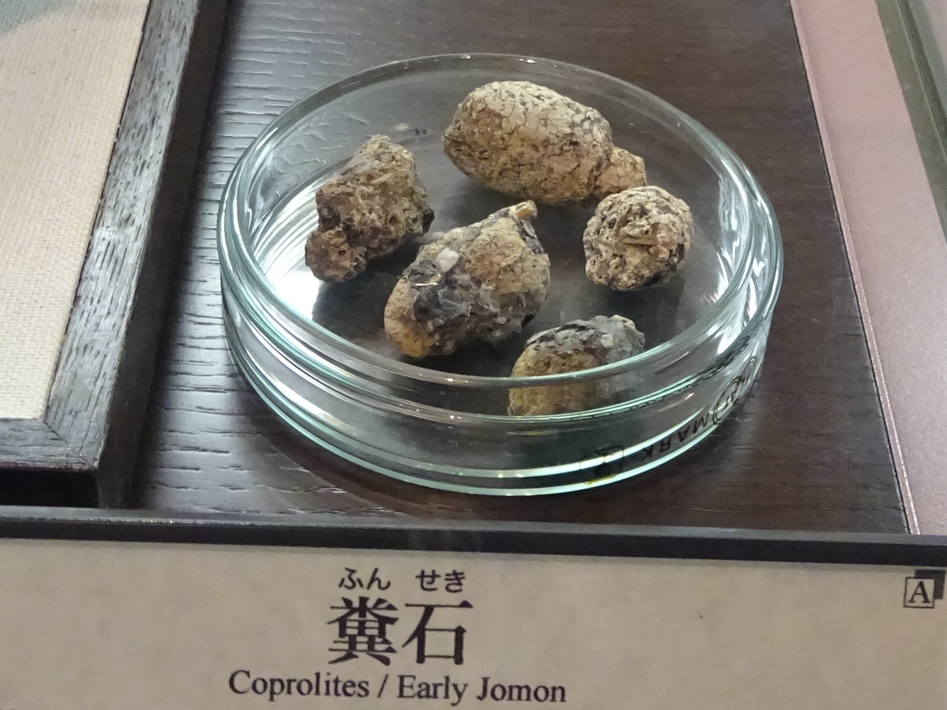 Coprolites. Early Jōmon period. Torihama shell mound. Exhibit at Niigata Prefectural Museum of History.