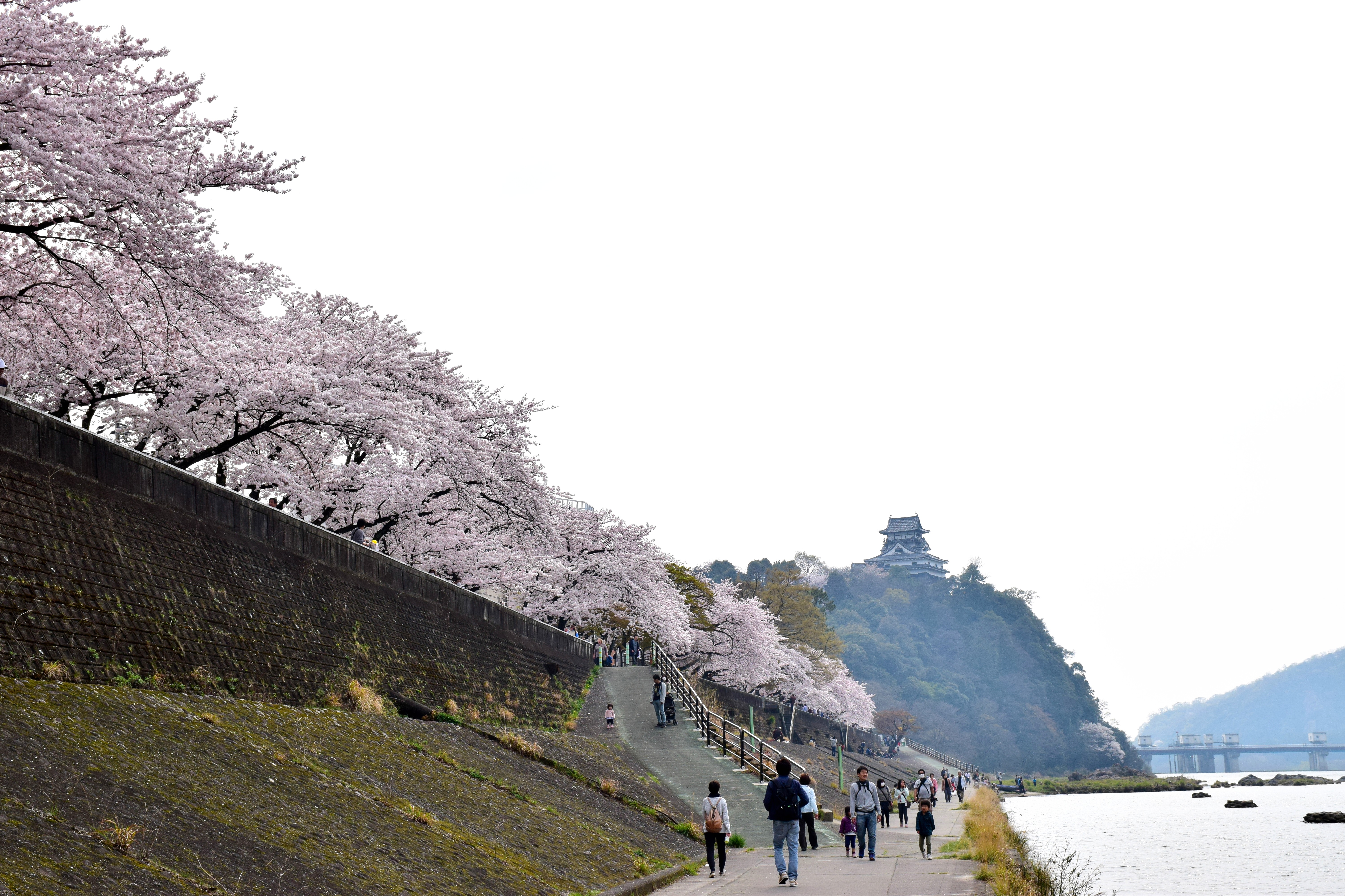 東側からの犬山城