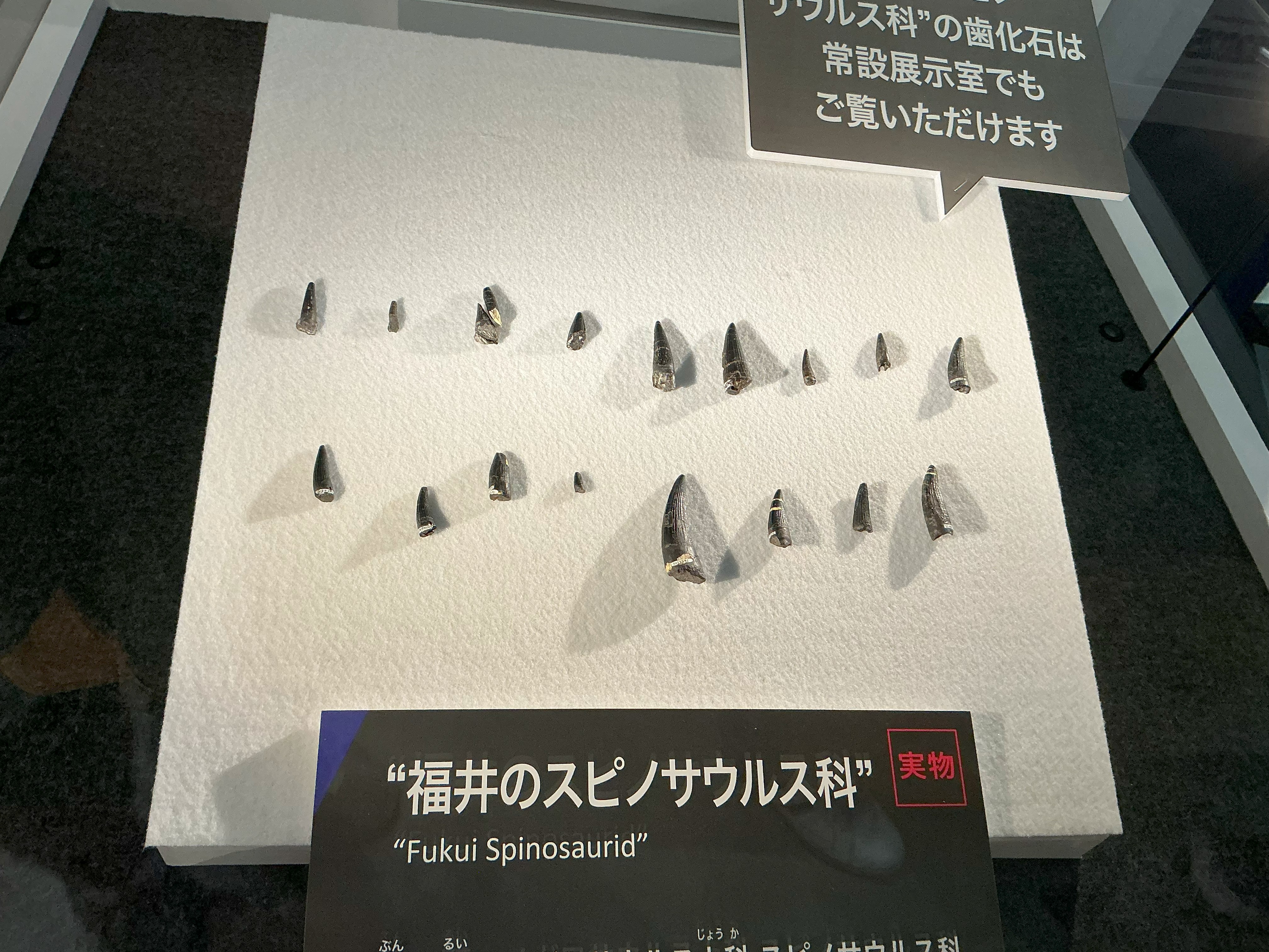 Spinosaurid teeth from the Kitadani Formation