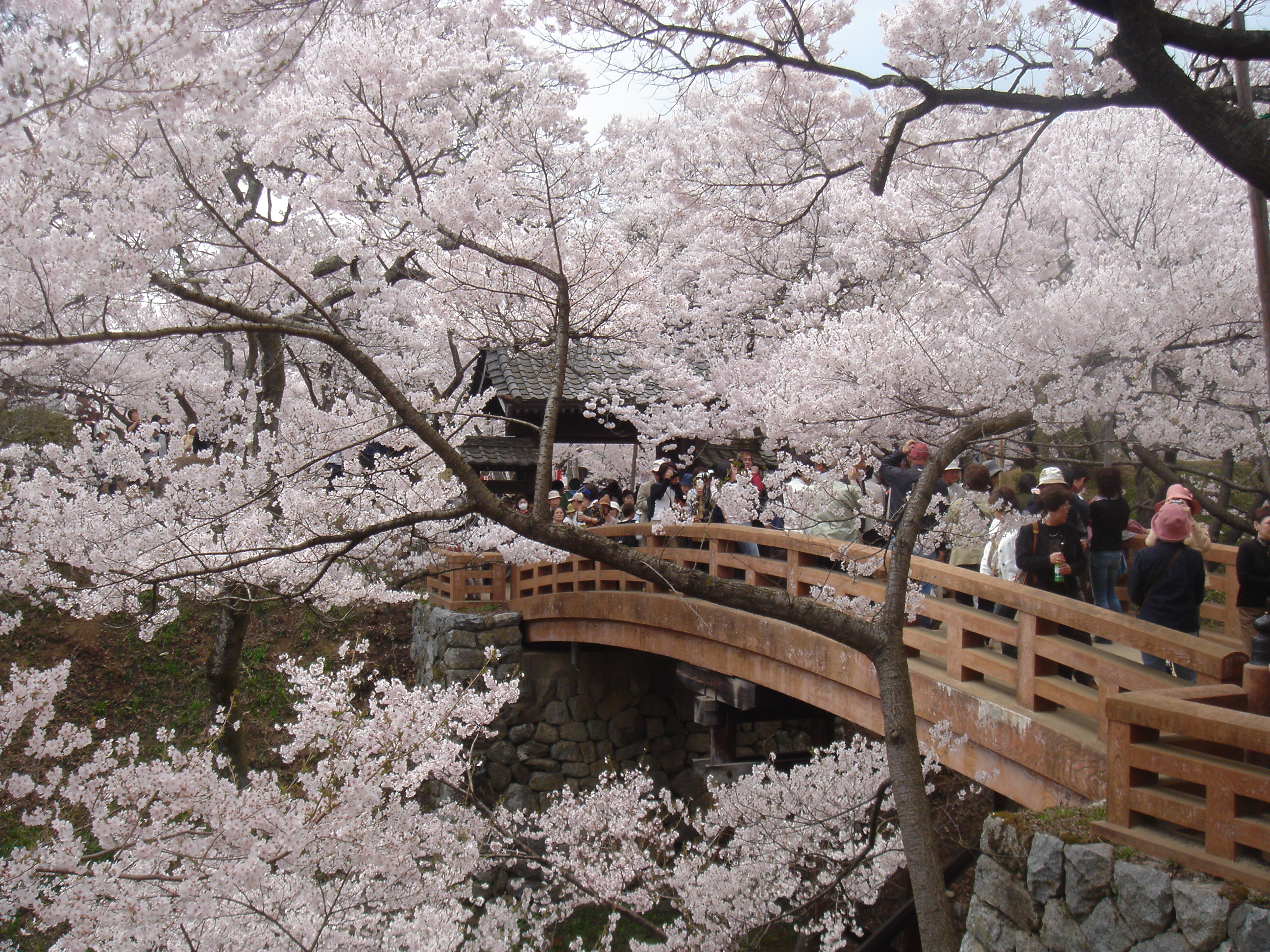 Prunus subhirtella (winter-flowering cherry) in Takato Castle Park in Takato-machi, Ina city, Nagano prefecture, Japan.