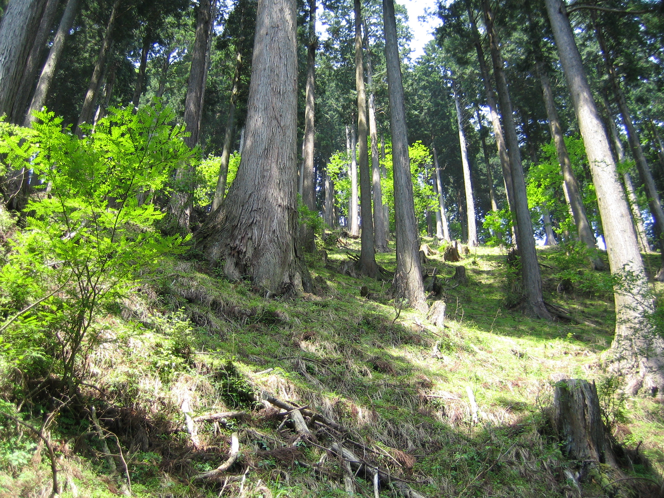 Forest of Japanese cedars in the Tanzawa Mountains.