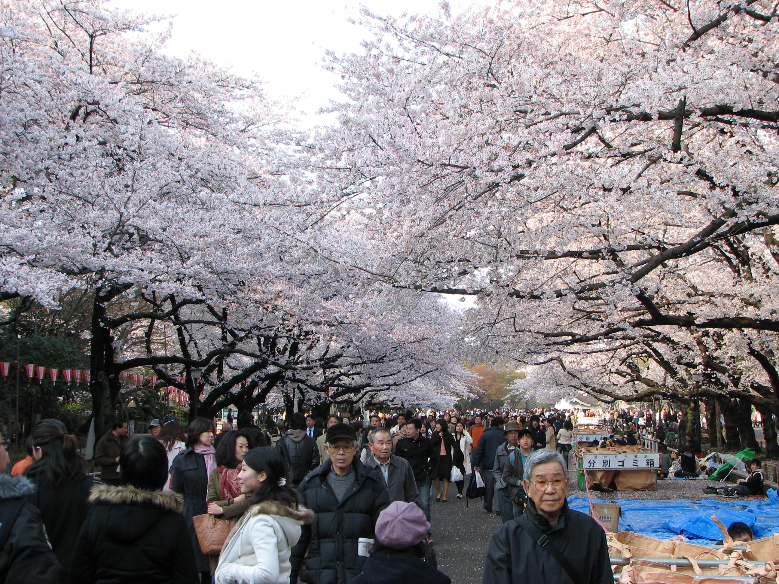Hanami in Ueno Park, Tokyo, Japan