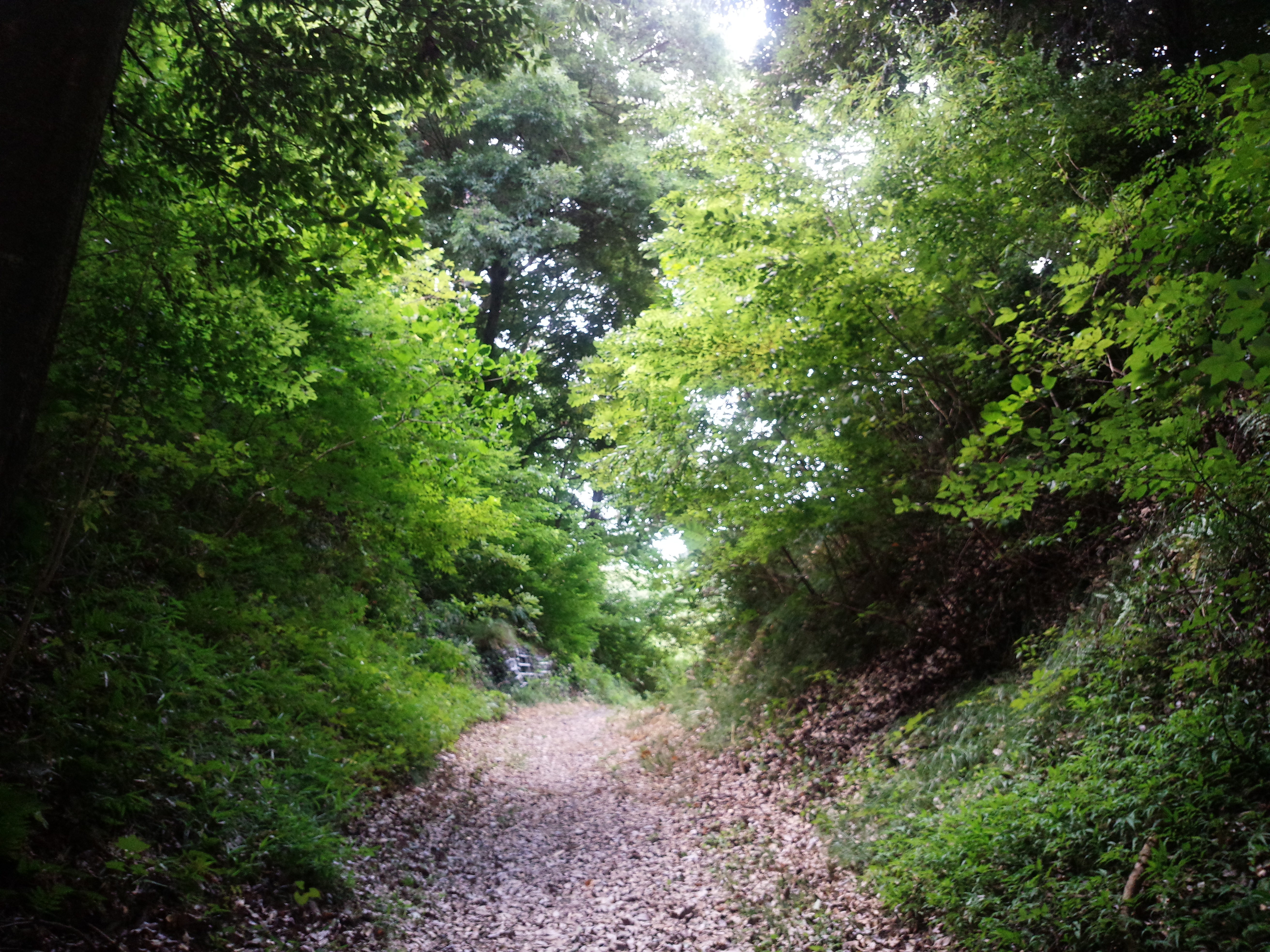 Moat of Motosakura Castle