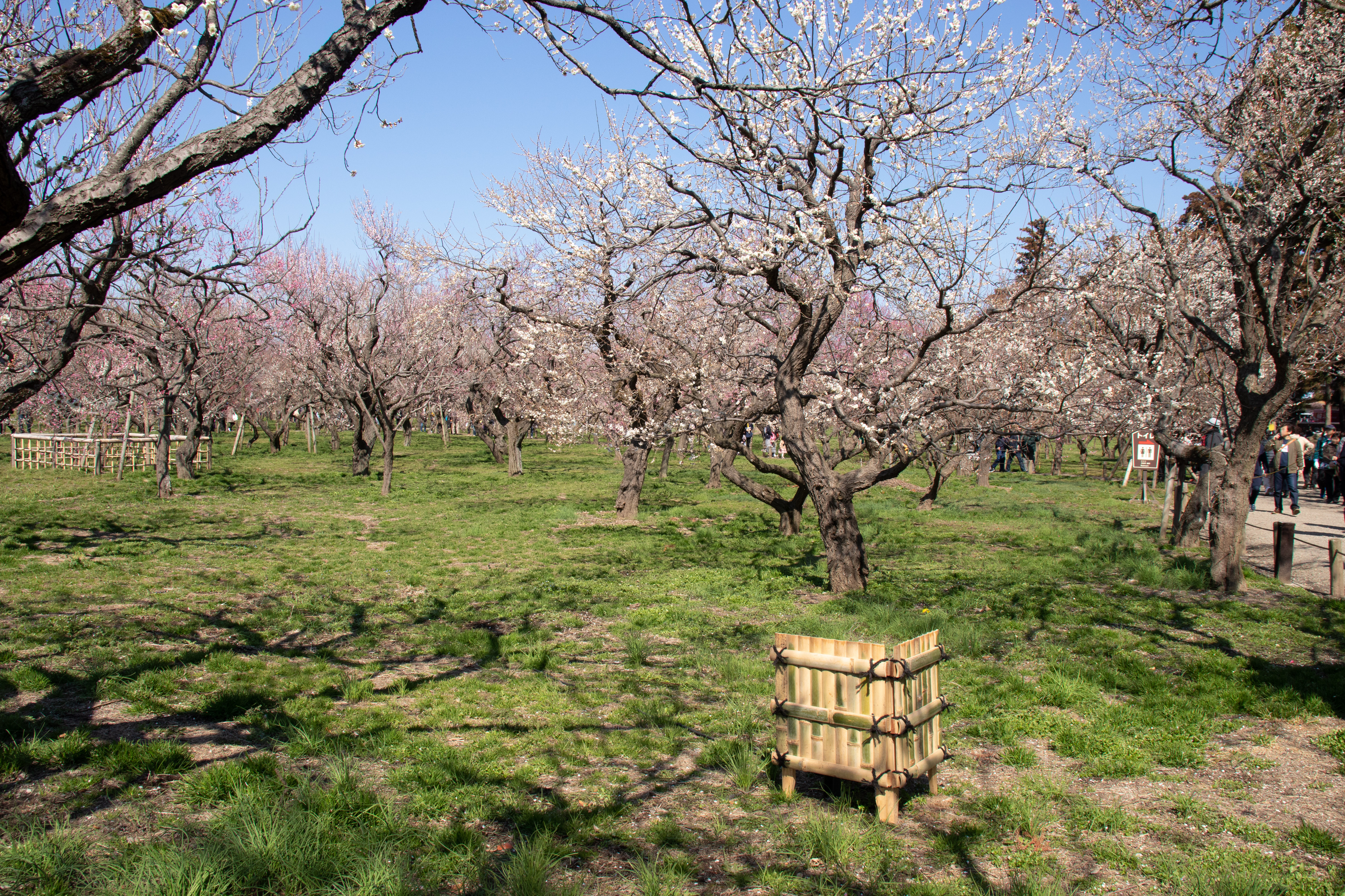 Mito-no-ume Matsuri Festival in Kairaku-en, Mito City, Ibaraki Pref., Japan