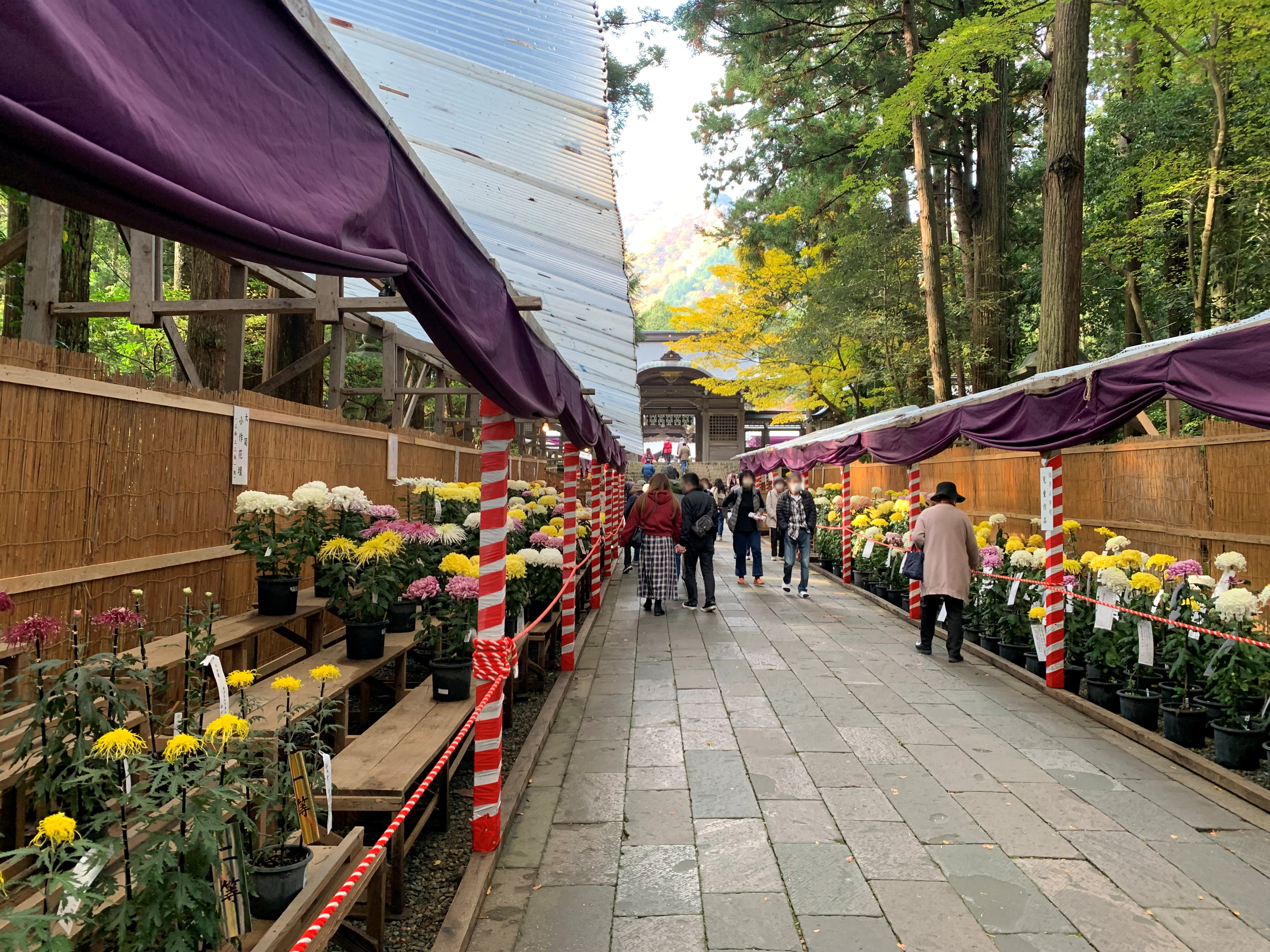 Chrysanthemum festival of Yahiko Jinja Shrine, Yahiko villeage, Niigata prefecrute, Japan. Faces of people are blurred for privacy. Photographed in November 2022.