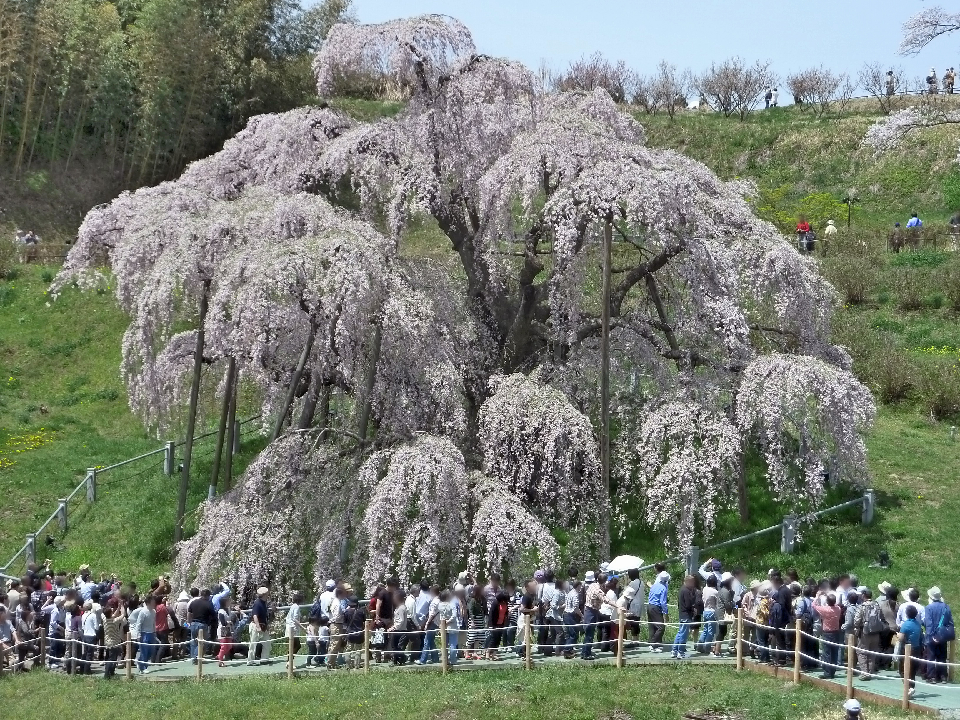 TakiZakura in Miharu,Fukushima,Japan,looks like a big waterfall.