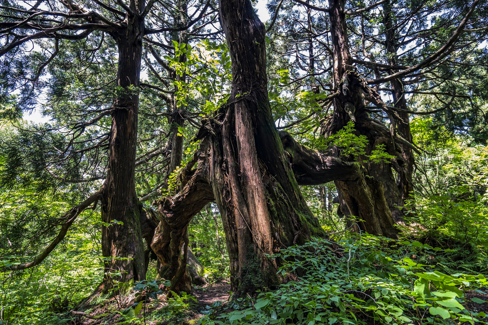 Ancient Sugi Cryptomeria japonica trees on Sado Island, Japan

500px provided description: A tree that seems to be walking. [#forest ,#tree ,#japan ,#beautiful ,#green ,#wood ,#sugi ,#sadoisland ,#japantrip]