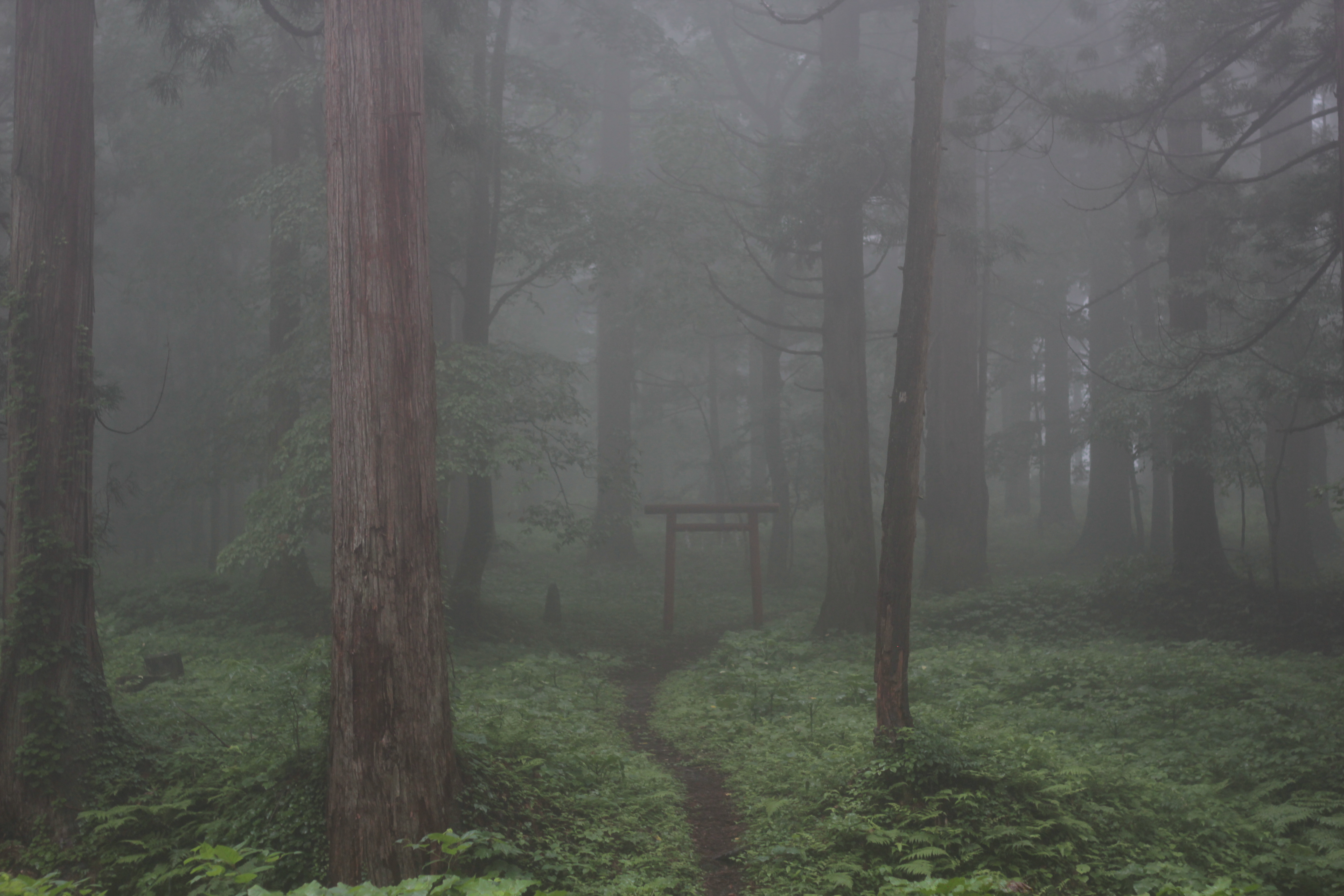 Torii on Mt. Haguro (Hagurosan), one of the three holy mountains of Dewa (Dewa Sanzan).