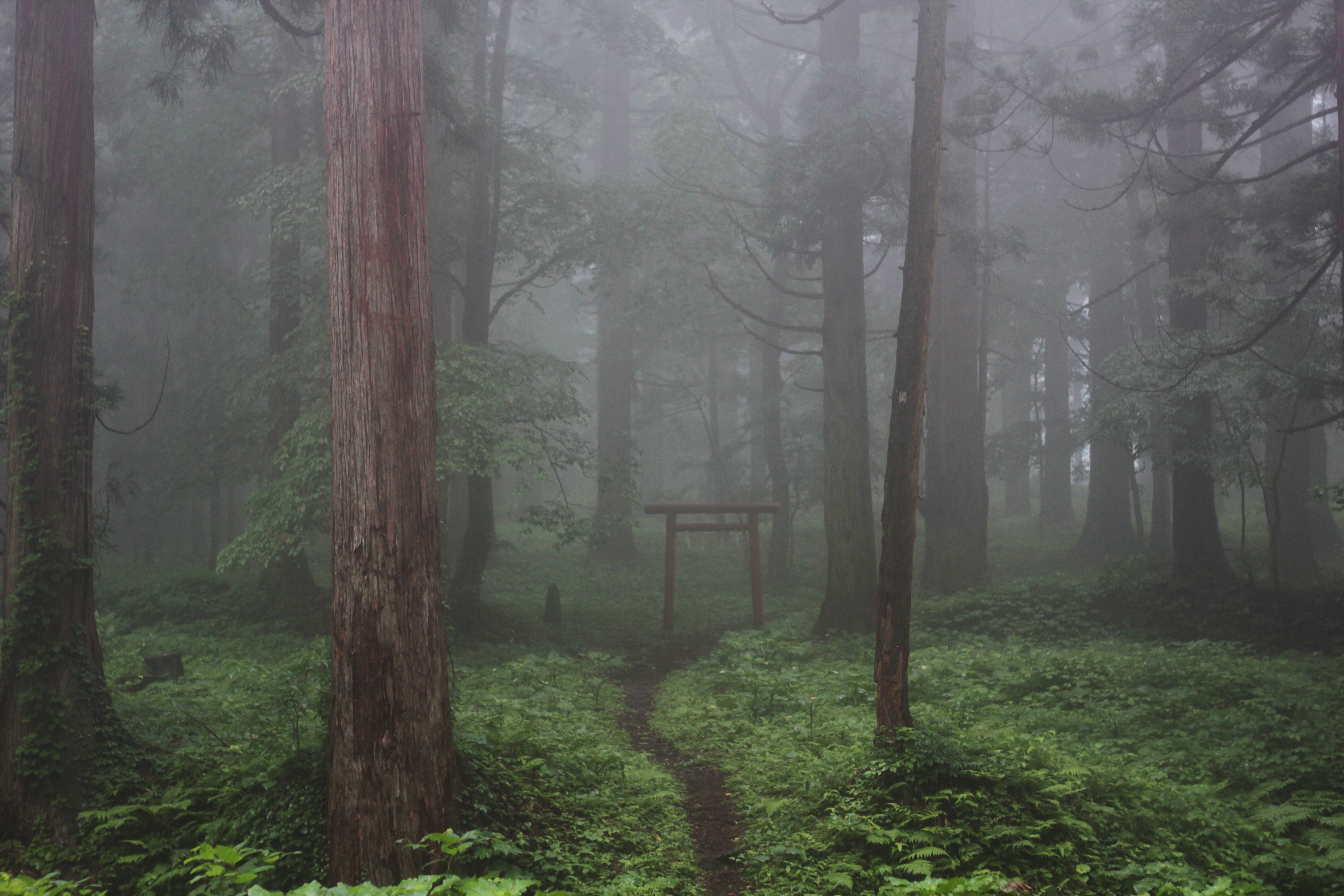 Torii on Mt. Haguro (Hagurosan), one of the three holy mountains of Dewa (Dewa Sanzan).
