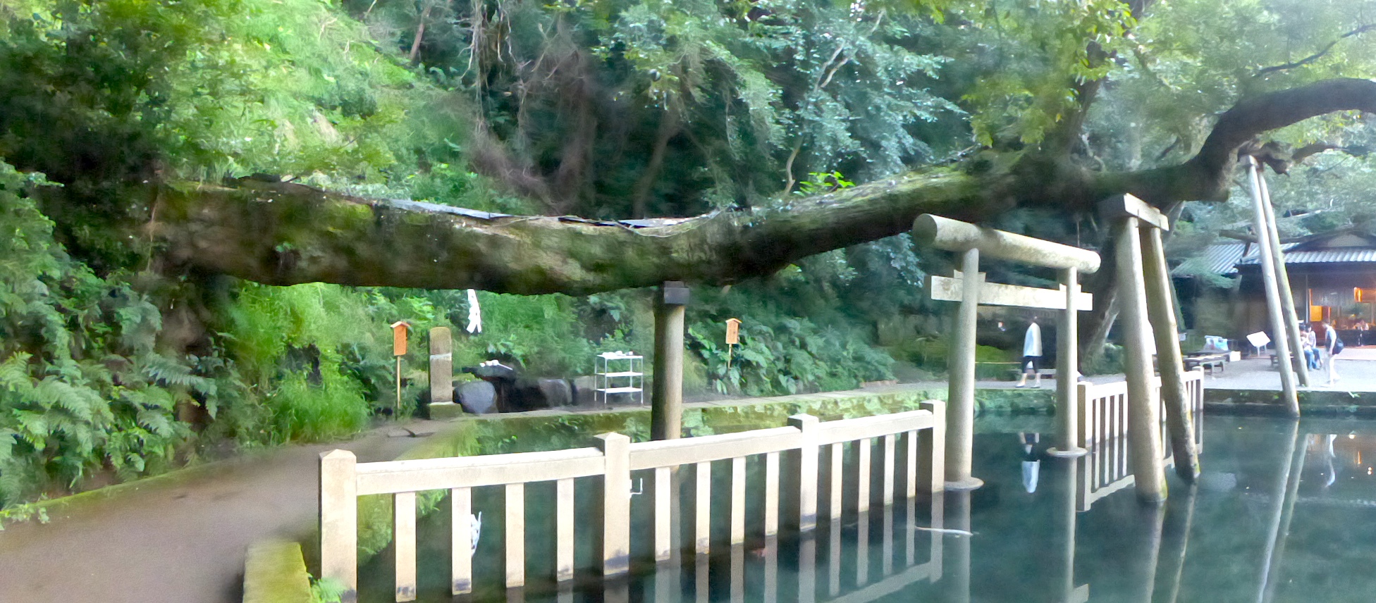 鹿島神宮 御手洗池 (Kashima jiingu Mitarashi reflecting pool)