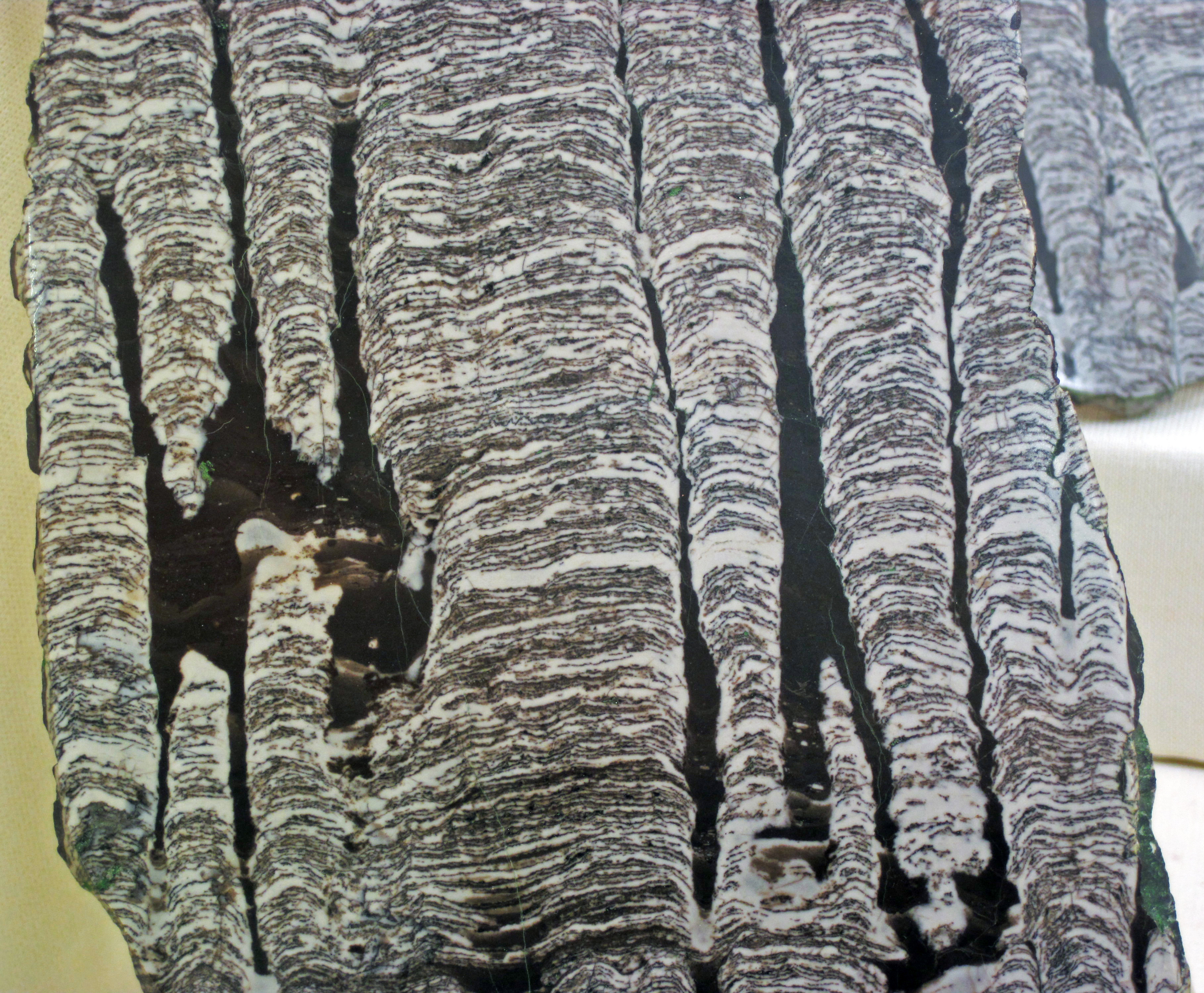 Stromatolitic limestone from the Precambrian of Russia. (Cranbrook Institute of Science collection, Bloomfield Hills, Michigan, USA)
Stromatolites are large, layered structures built up by mats of cyanobacteria. Stromatolites vary in appearance, ranging from slightly wrinkled horizontal laminations in sedimentary rocks to low mounds to prominent mounds to columnar structures and other forms.
Stromatolites are most common in the Proterozoic fossil record. They are scarce today, but famous modern examples occur at Shark Bay, Western Australia.
Stratigraphy: Chencha Formation, upper Zhuya Group, Vendian (Ediacaran), upper Neoproterozoic, ~580 Ma
Locality: apparently derived from the Patom Upland, Siberia, Russia