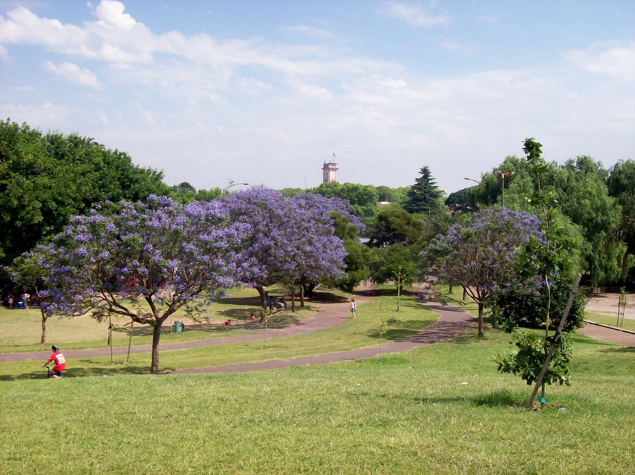 Jacarandá trees, in Alberdi Park, "Barrio de Mataderos", Buenos Aires city.