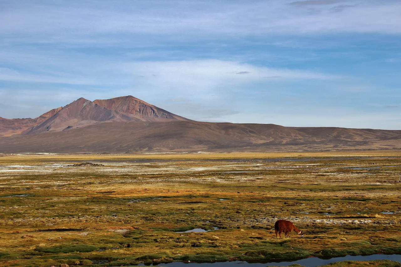 A lot of llamas and alpacas at Lauca National Park, with Parinacota Volcano in the background.Parinacota
