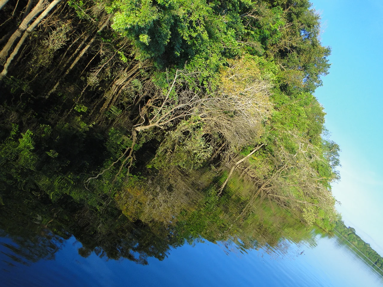 Reserva do Juma, Amazonas.