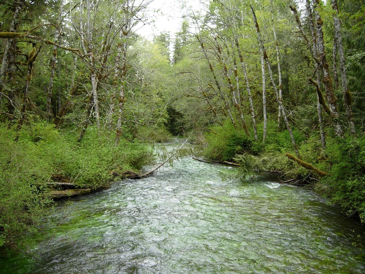 The Lyre River as it flows out of Lake Crescent, Olympic National Park, Washington state.