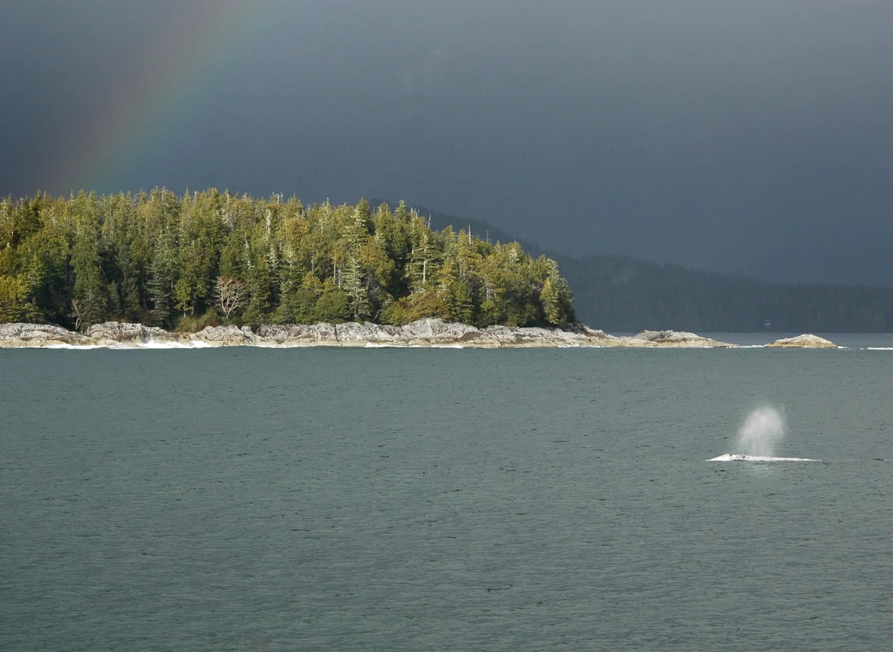Grey Whale breaching