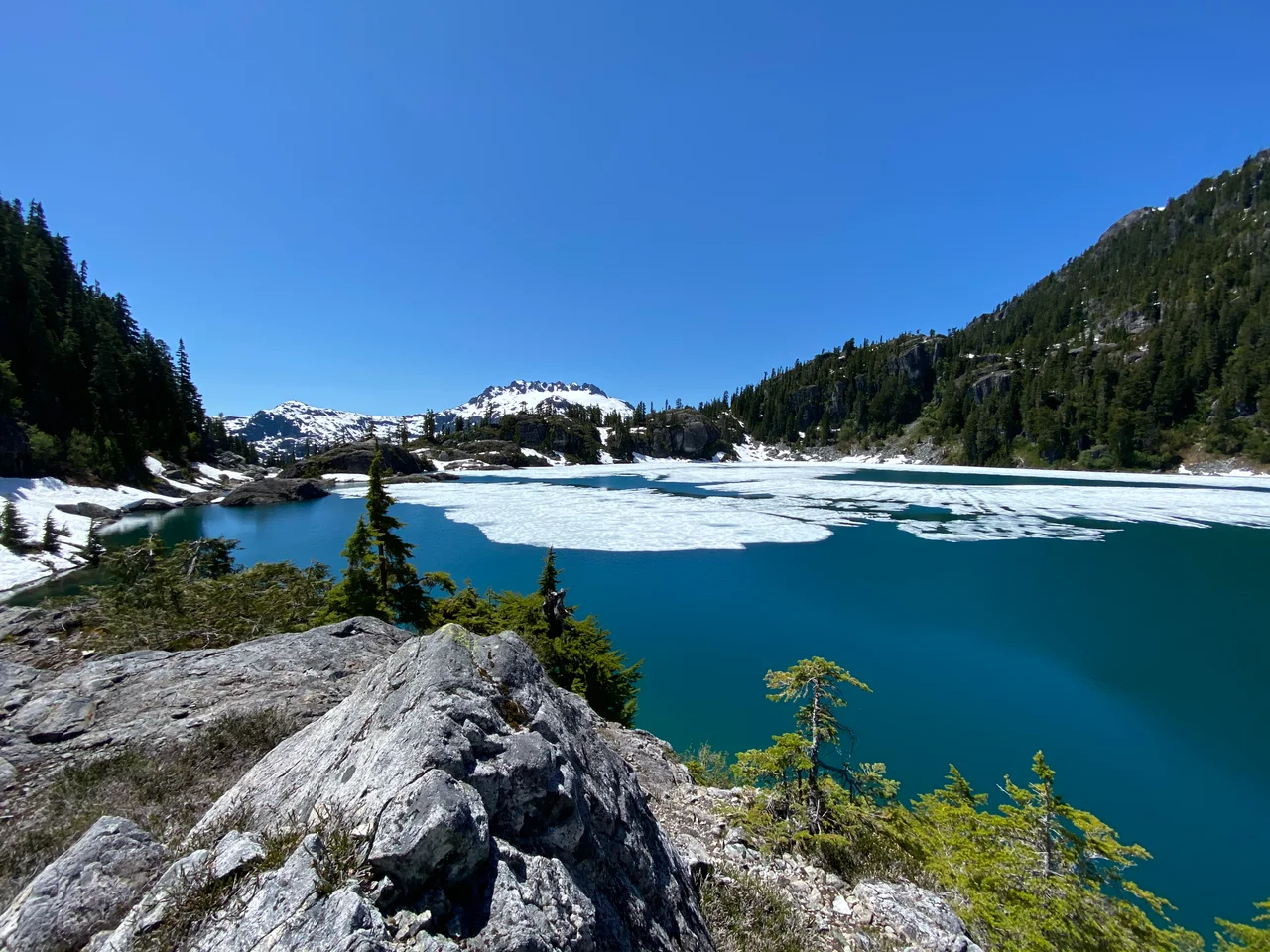 Della Falls, seen from the trail to Love Lake. Trees are Tsuga mertensiana. Strathcona Provincial Park, British Columbia