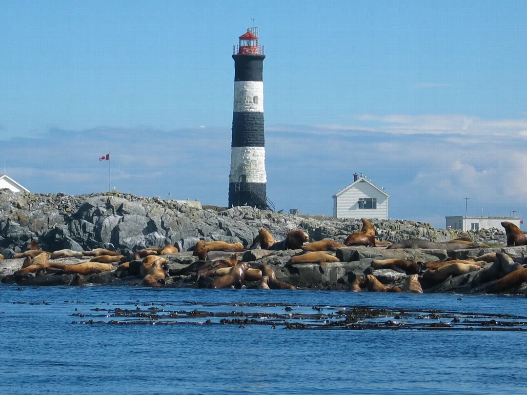 Sea Lions at Race Rocks