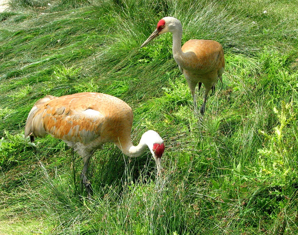 Breeding pair of Sandhill Cranes (Grus canadensis), Delta, British Columbia