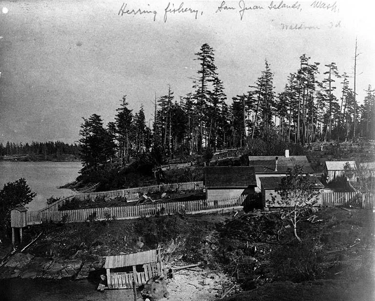 Caption on image: Herring fishery, San Juan Islands, Wash., Waldron Is.
Subjects (LCSH): Herring fisheries--Washington (State)--Waldron Island