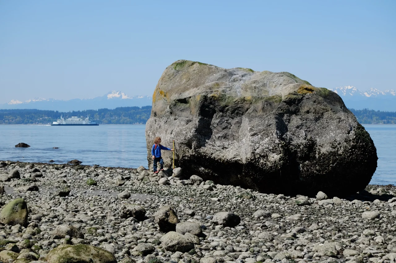 Glacial erratic boulder in Discovery Park, Seattle, Washington. Stick is one yard.