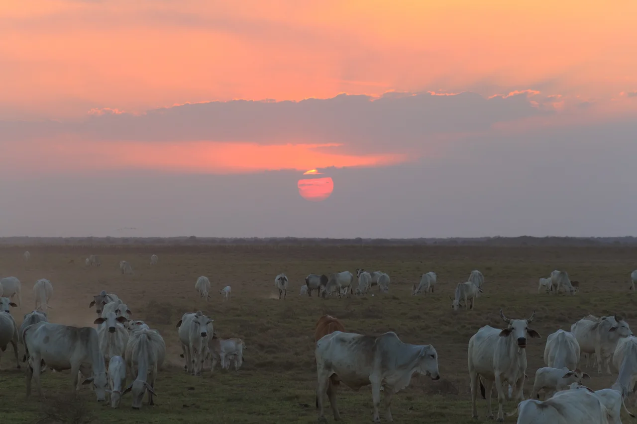 Sunset at the Hato El Cedral, Apure, Venezuela