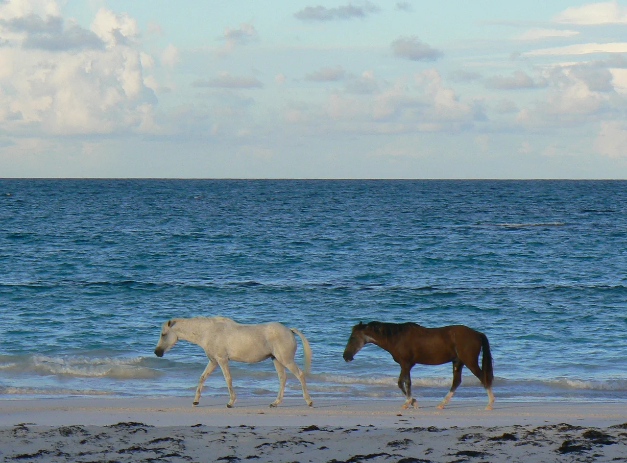 Horses on pink sand beach on Harbour Island