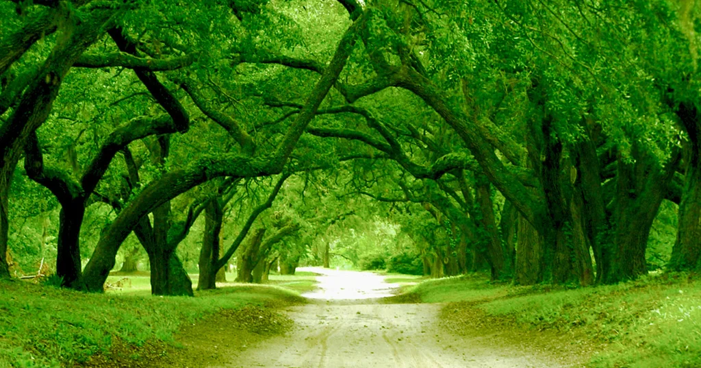 Entrance to Orton Plantation North Carolina