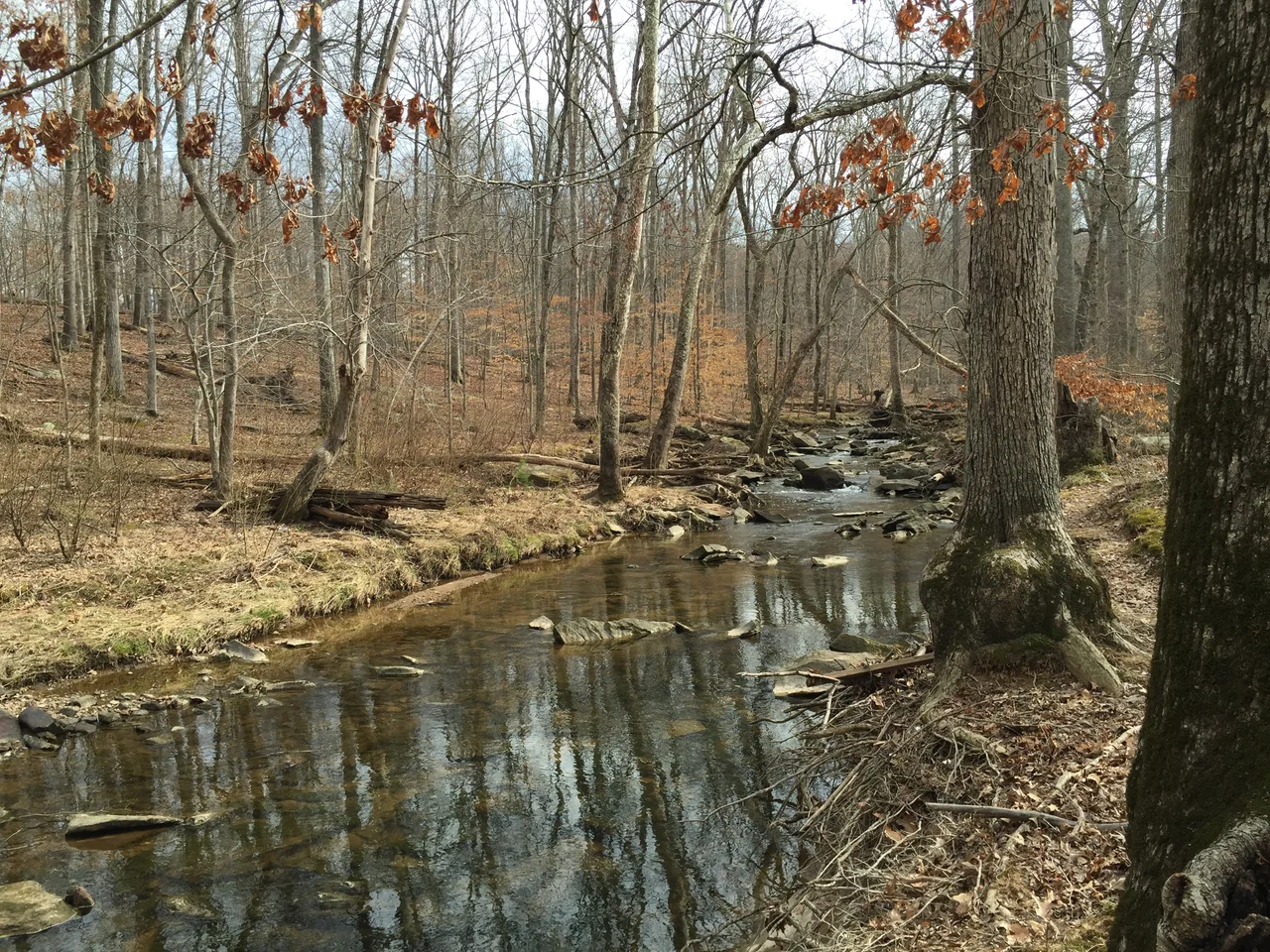 View east up Big Rocky Run within Ellanor C. Lawrence Park in Fairfax County, Virginia