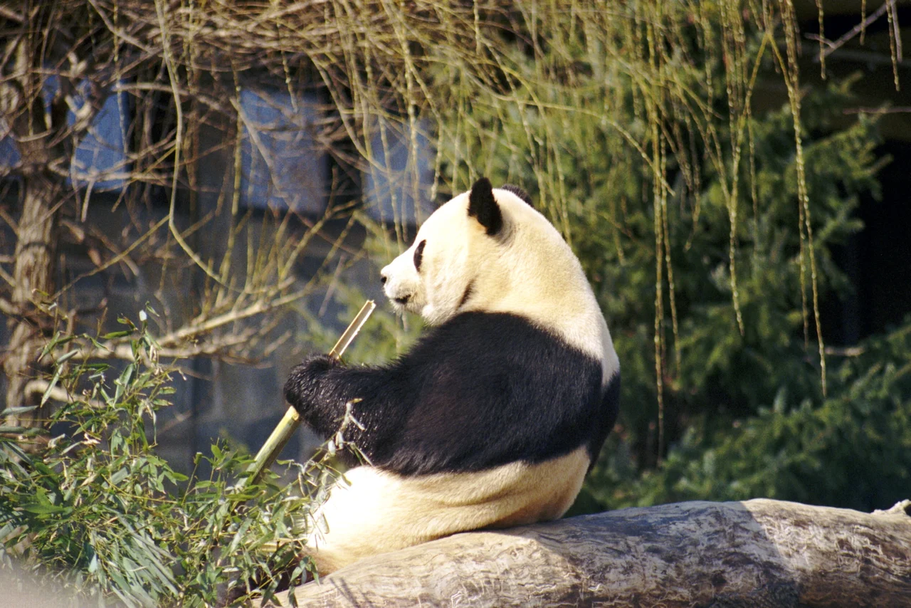 Male Giant Panda "Tian Tian" (*1997) at the Smithsonian National Zoological Park in Washington, D.C.