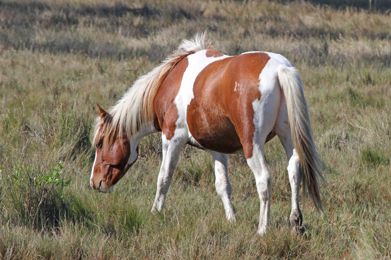Chincoteague pony, Chincoteague National Wildlife Refuge, Chincoteague, Virginia