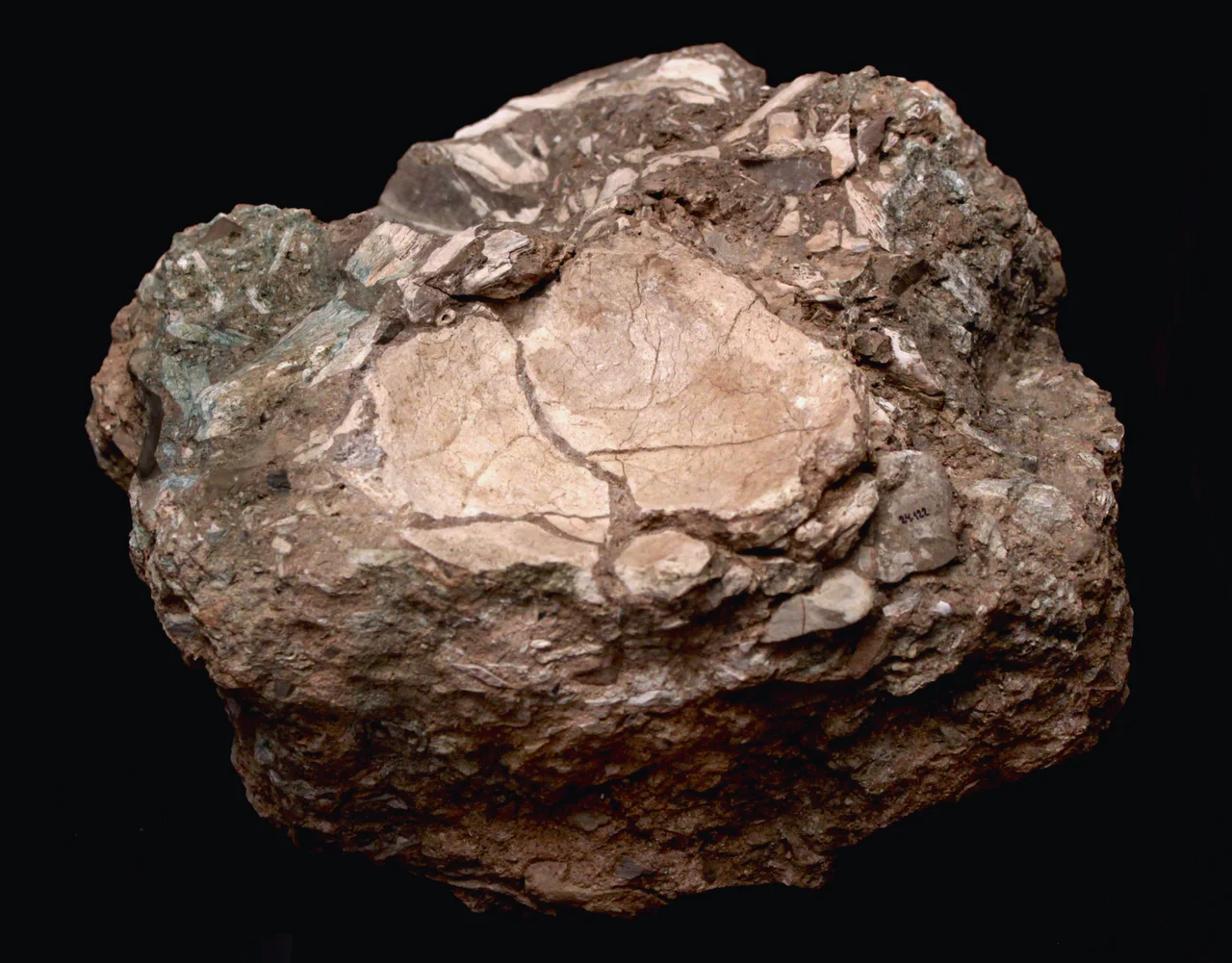 Parietal neandertal (Homo neanderthalensis) incluído en una brecha osífera de la Cova del Balomor de Tavernes de la Valldigna datada en 130.000 años (nivel VI de la cueva). Fondos del Museo de Prehistoria de Valencia, Comunidad valenciana, España.
