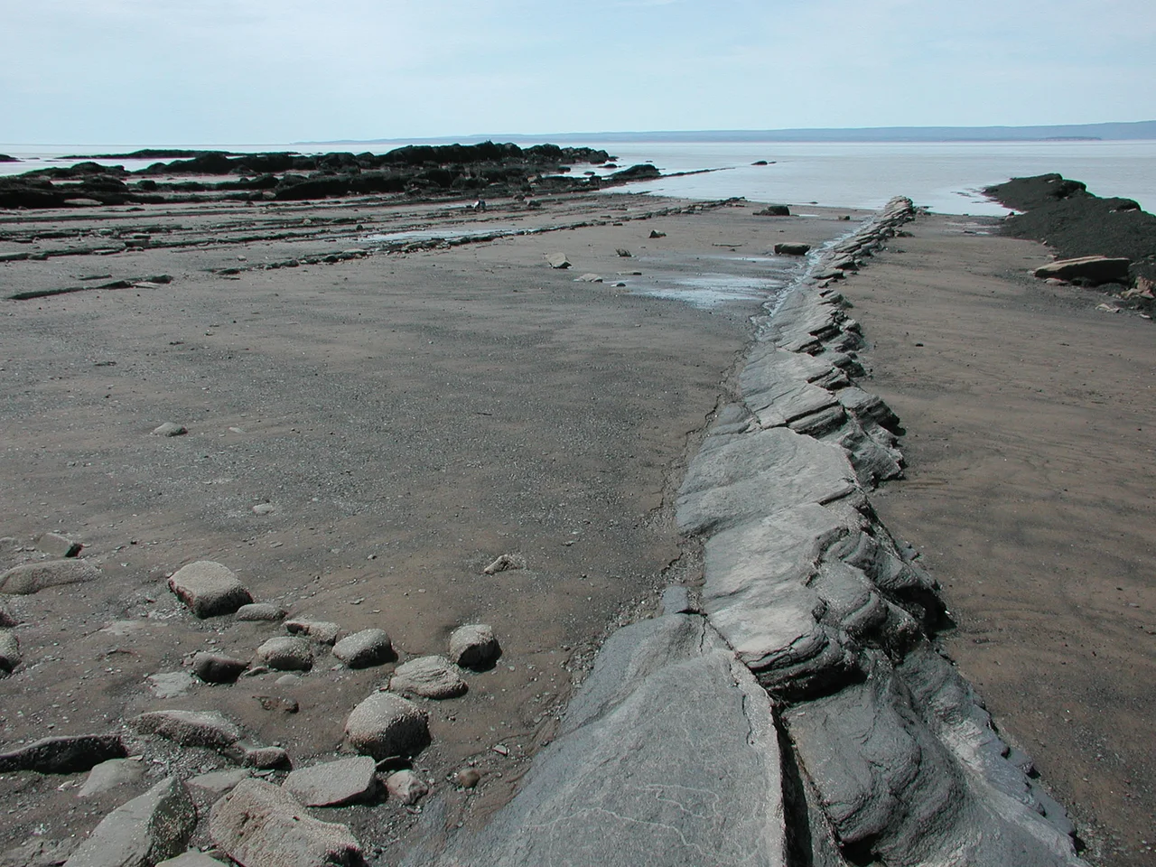 Showing exposed stratification reveals fossils from an early Carboniferous Period rainforest.