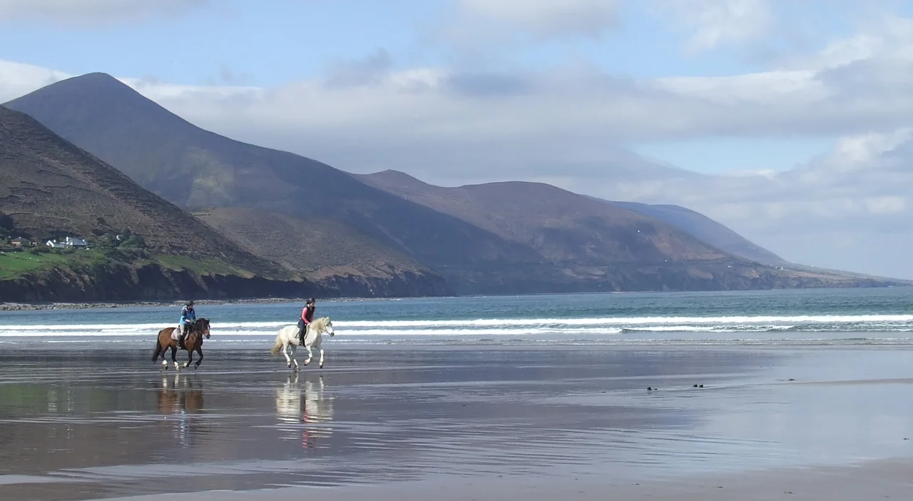 Picture of horses on Rossbeigh Beach, Co Kerry, Ireland